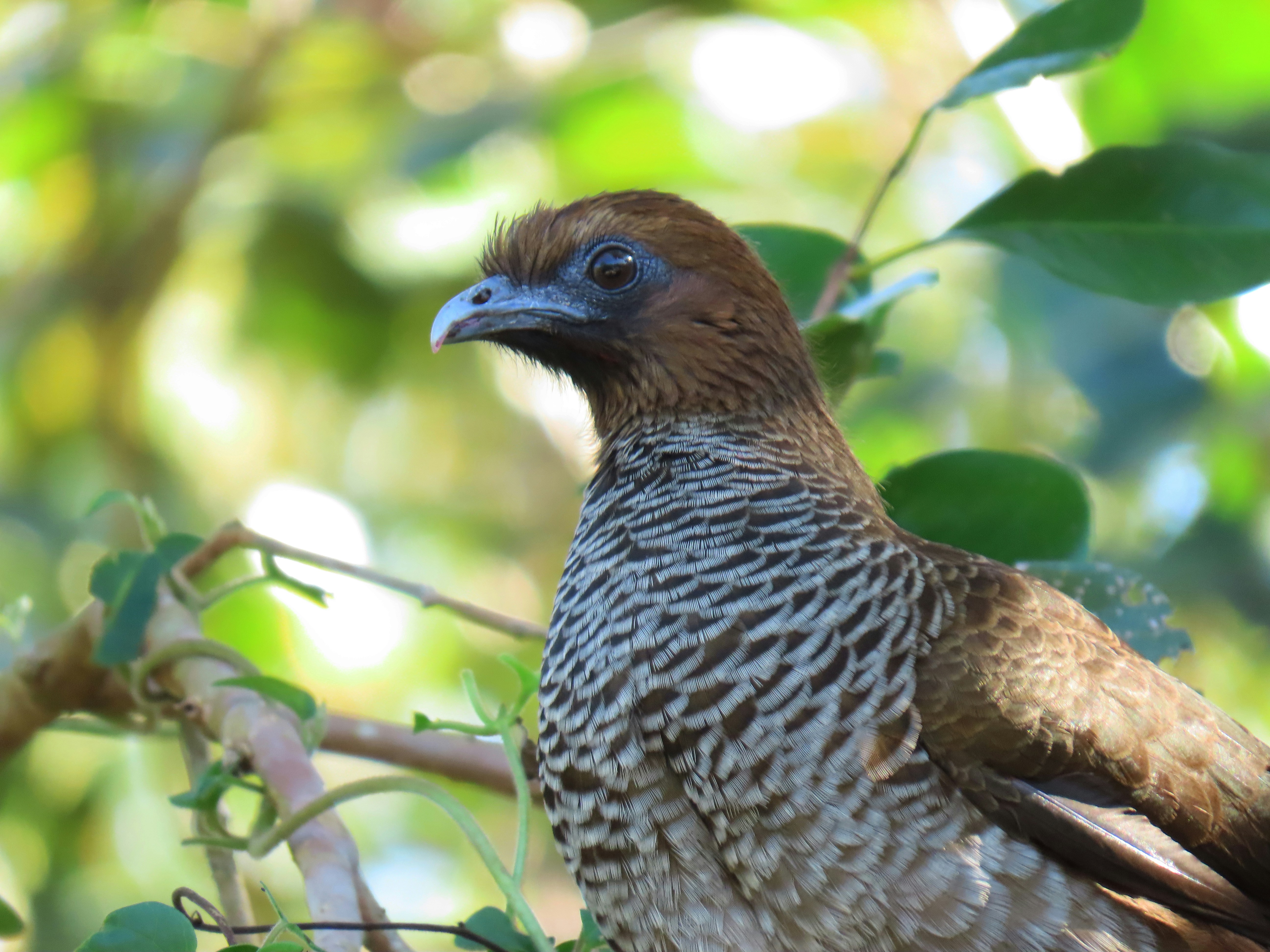 Brown bird with patterned chest perched in a tree.
