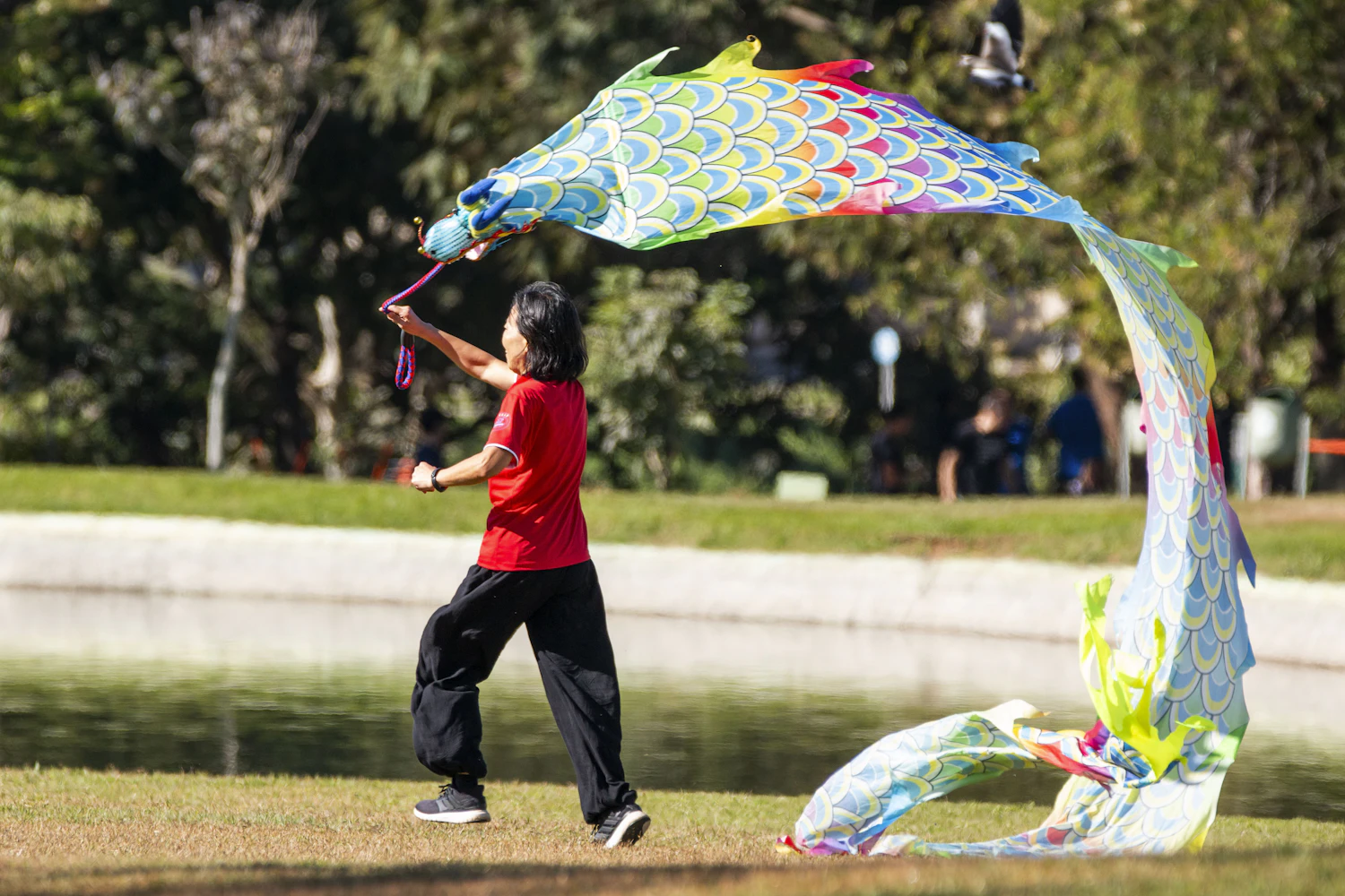 A flyer in red launching a long scaled carp kite beside a pond