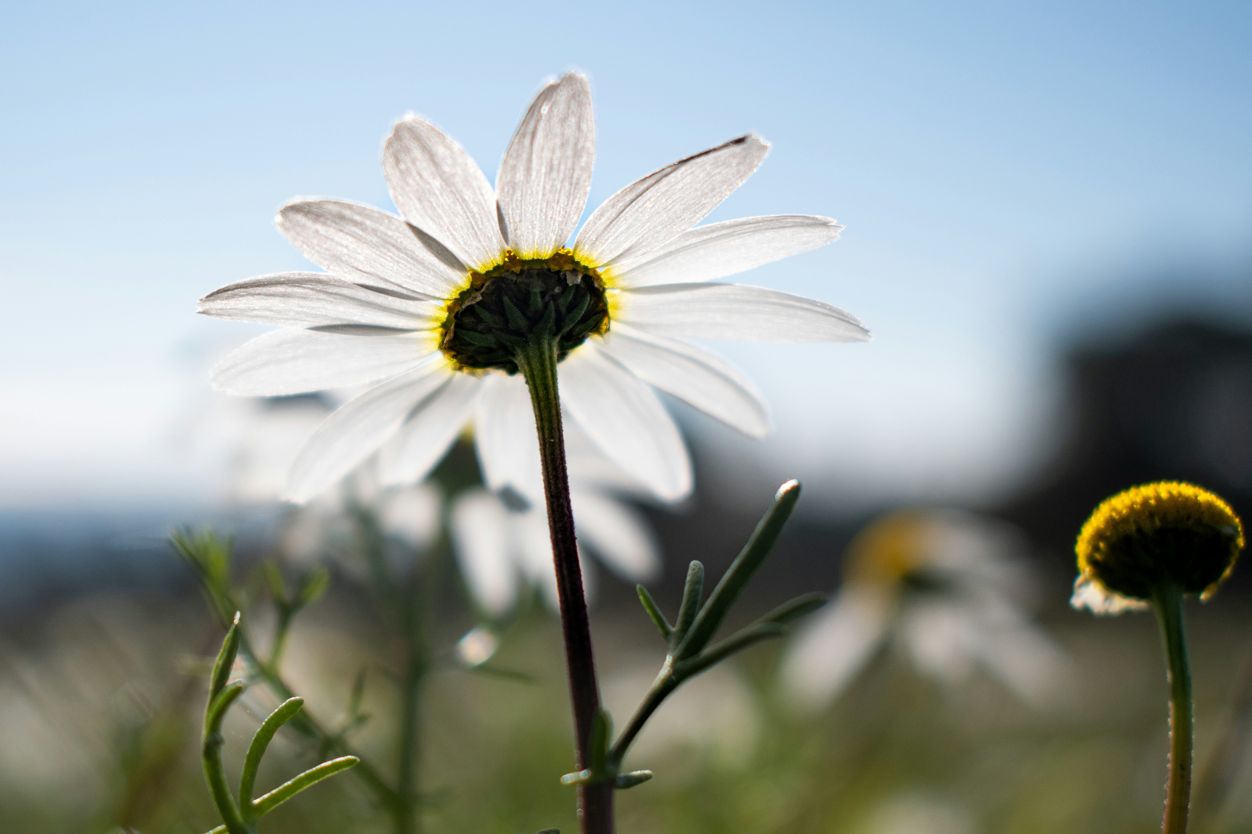 White daisy glowing from below against a bright sky.
