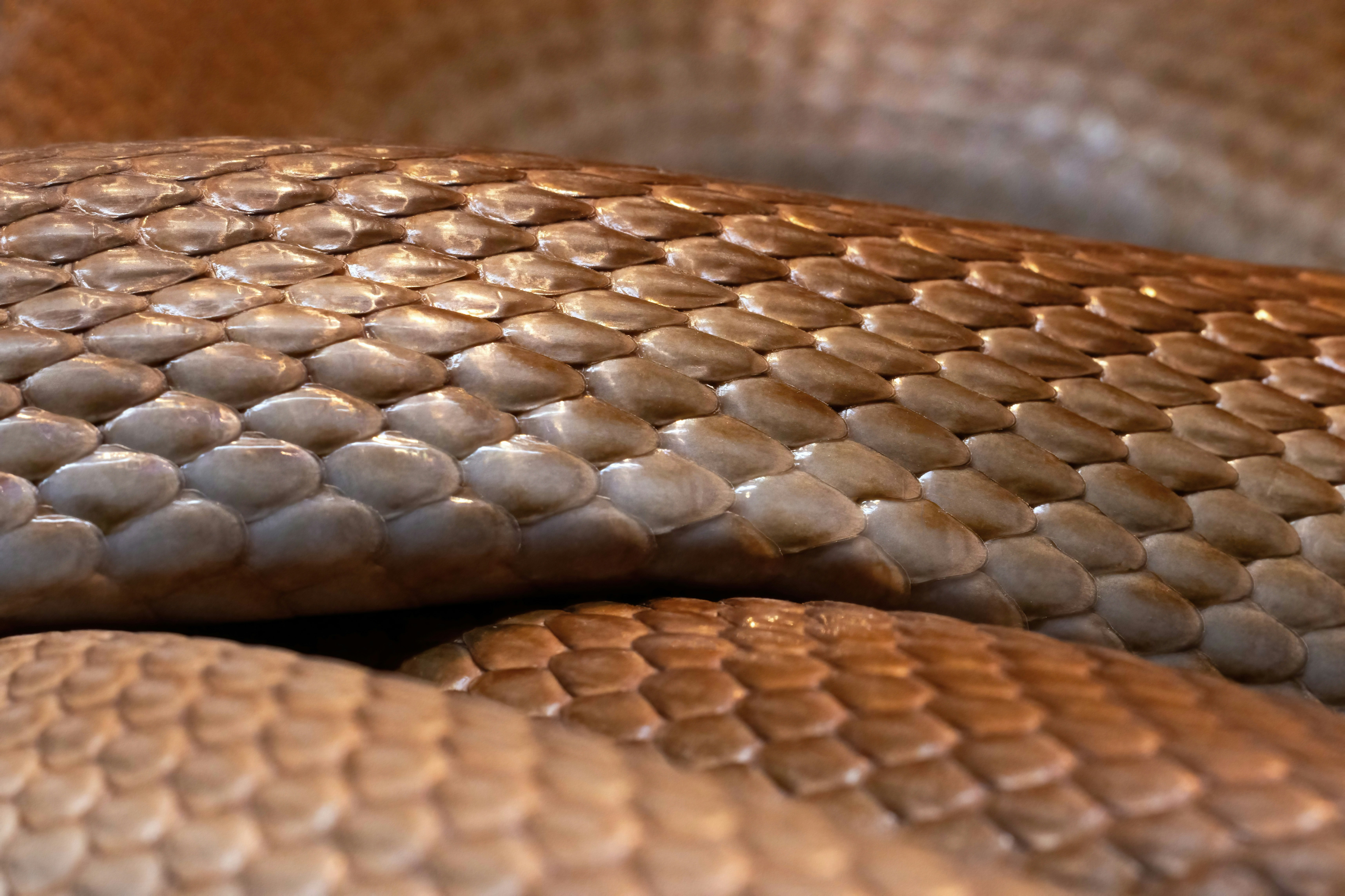 Close-up of brown and tan snake scales.