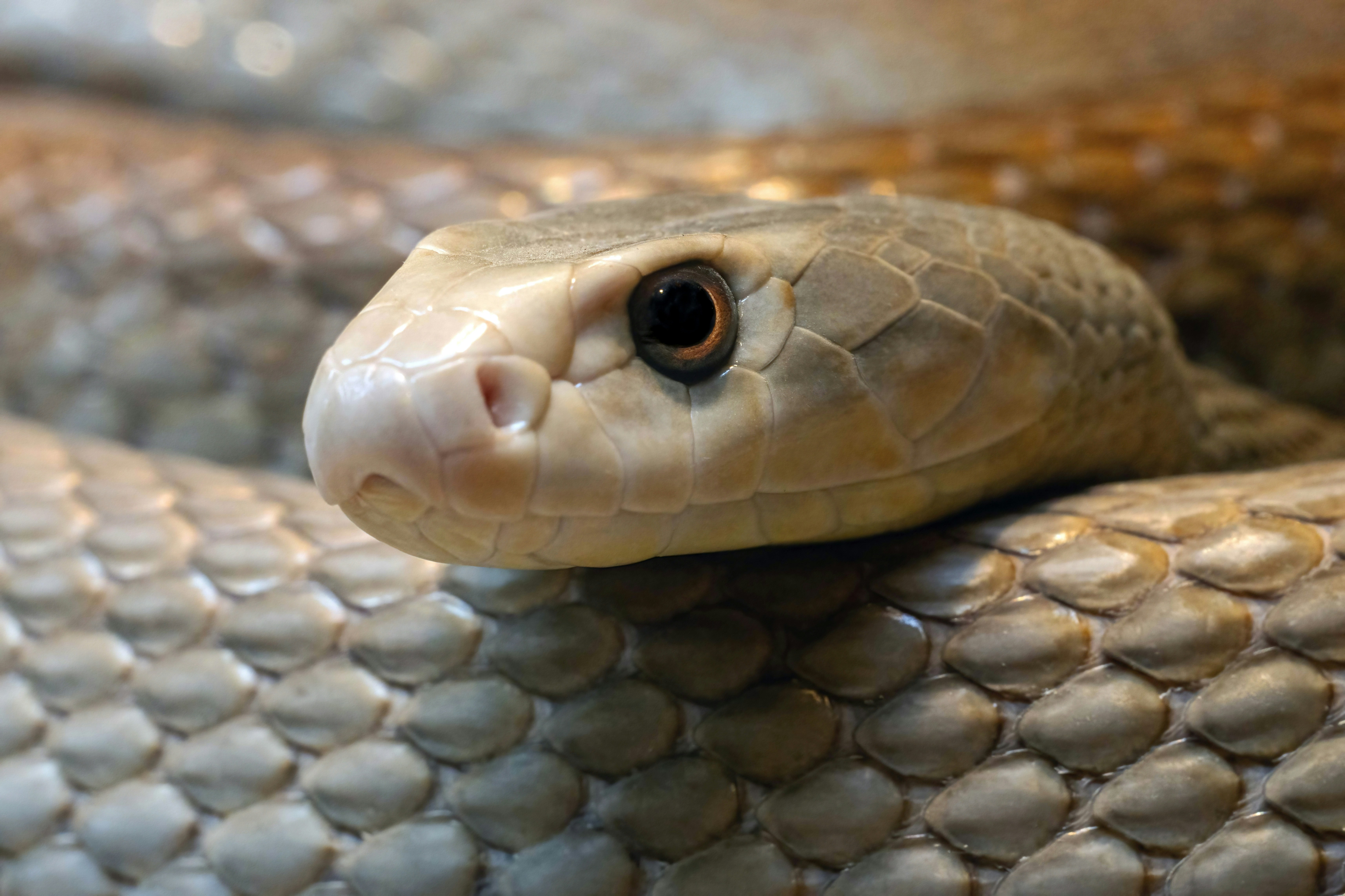 Close-up of a snake's head and textured scales.