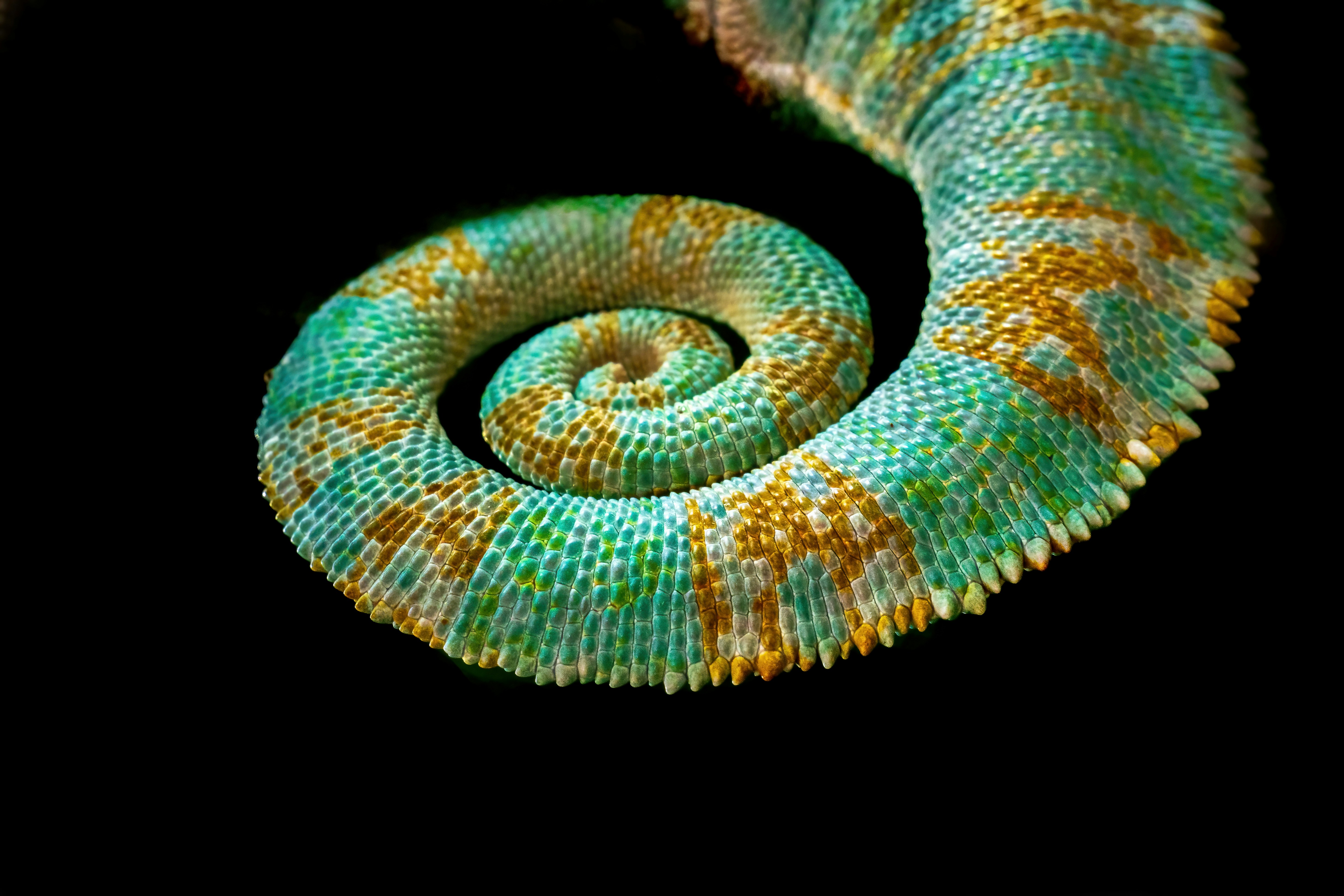 Chameleon tail. Photo of the tail of the Veiled Chameleon at Hartleys Crocodile Adventures in Australia. - 相关推荐