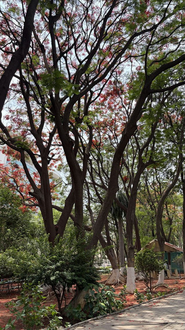 Parque tropical, imagen de referencia