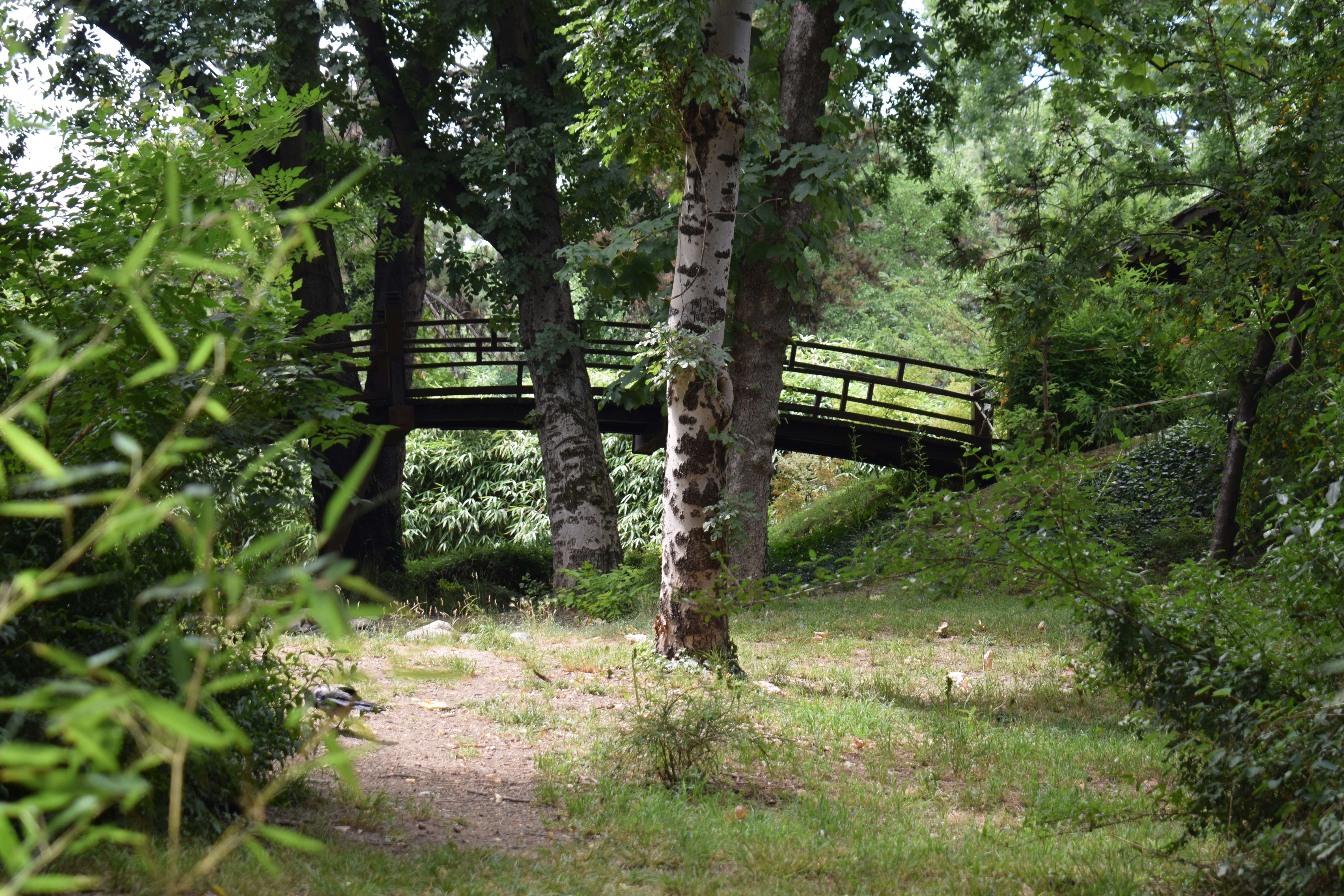 A small wooden bridge hidden among lush green trees.