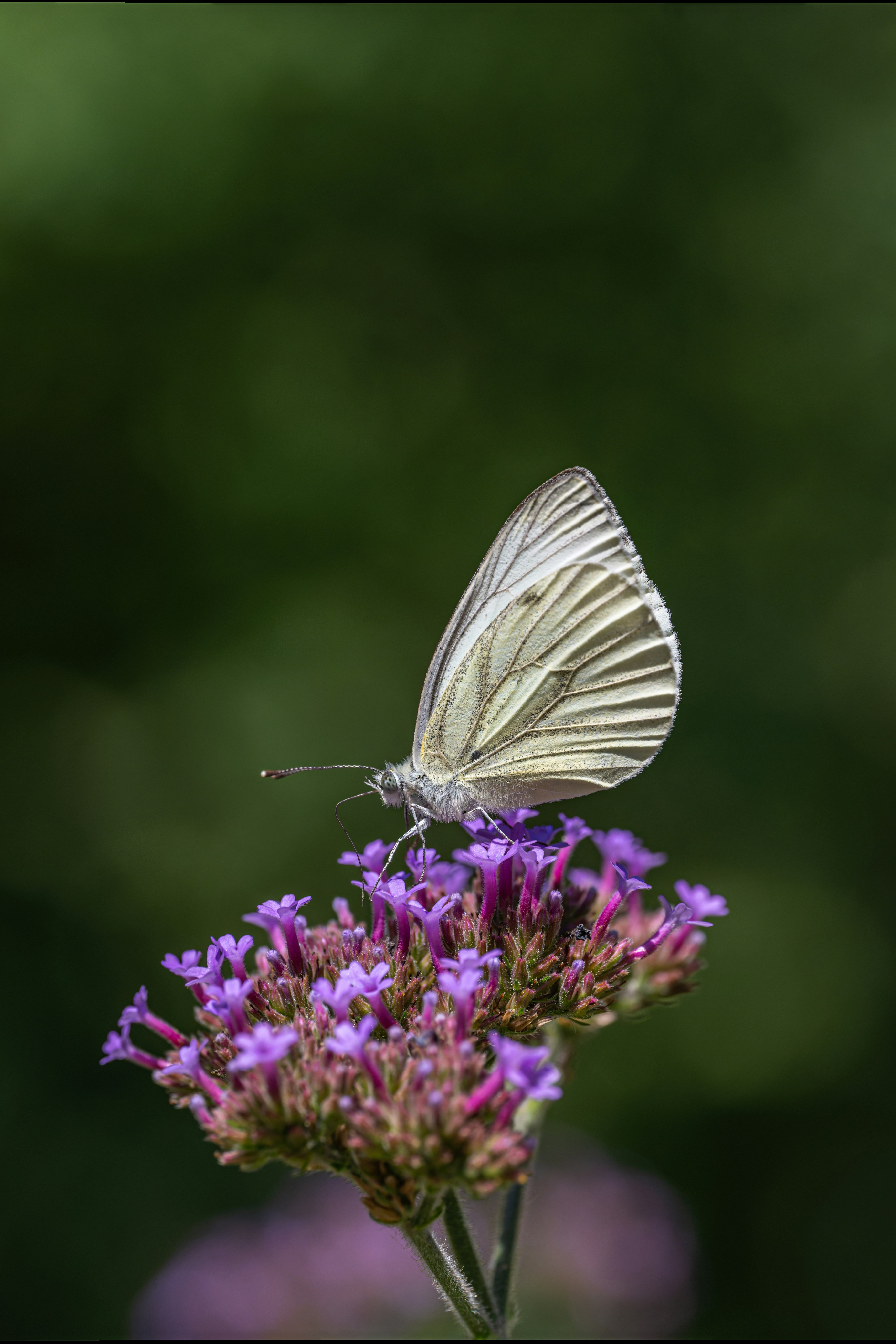 Una mariposa blanca descansa sobre vibrantes flores moradas.