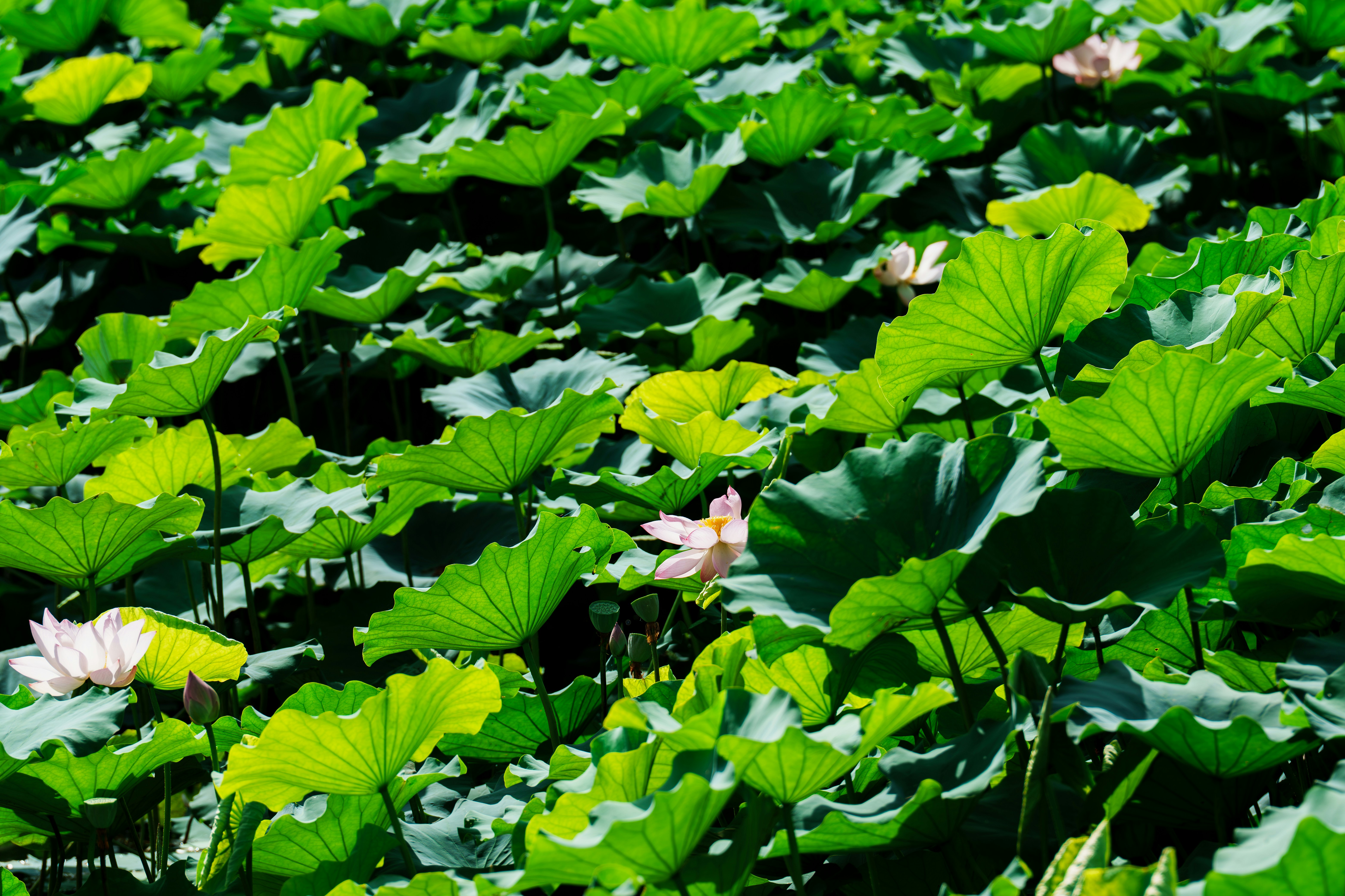 Lotus flowers blooming among green lily pads