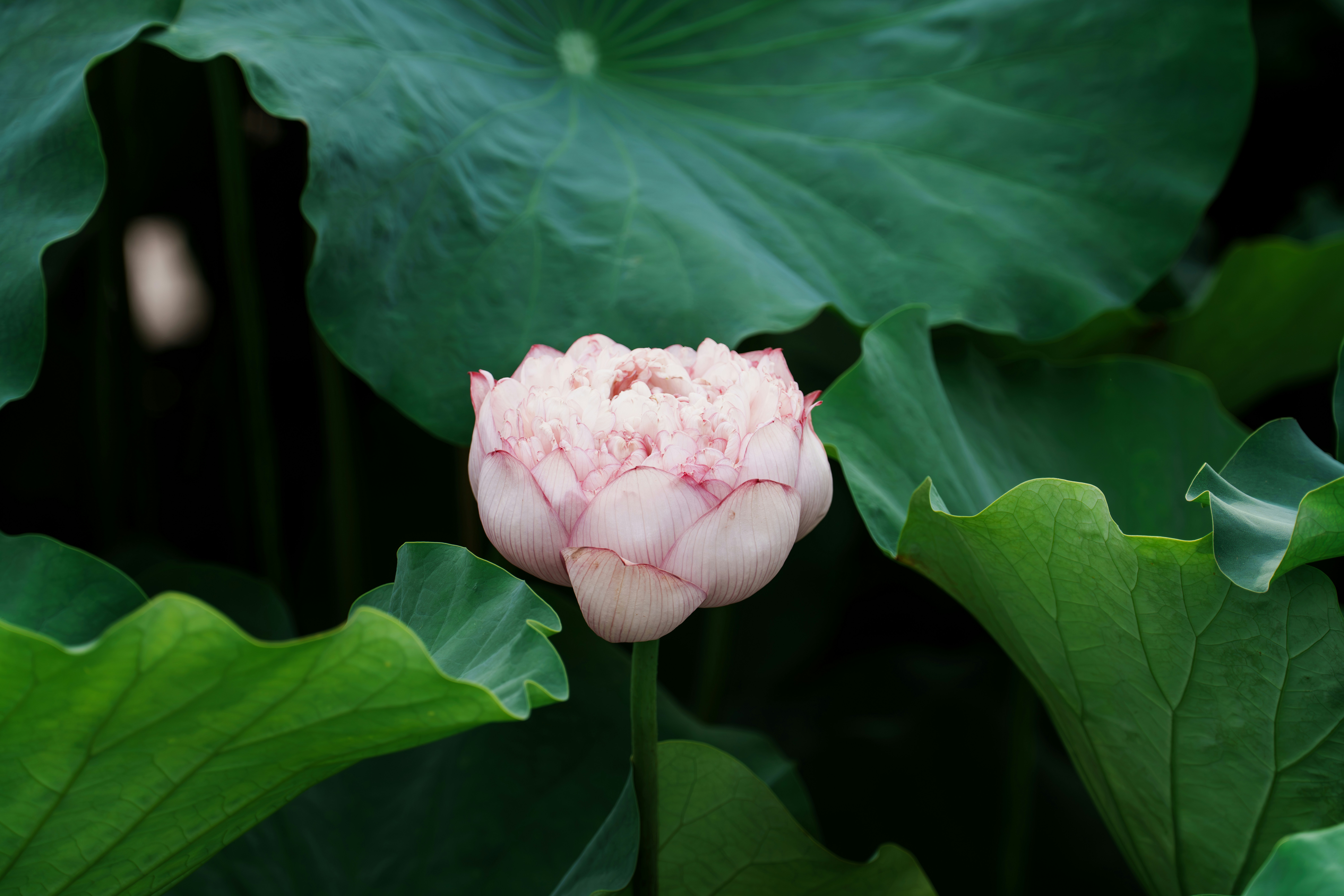 Pink lotus bud nestled among green leaves