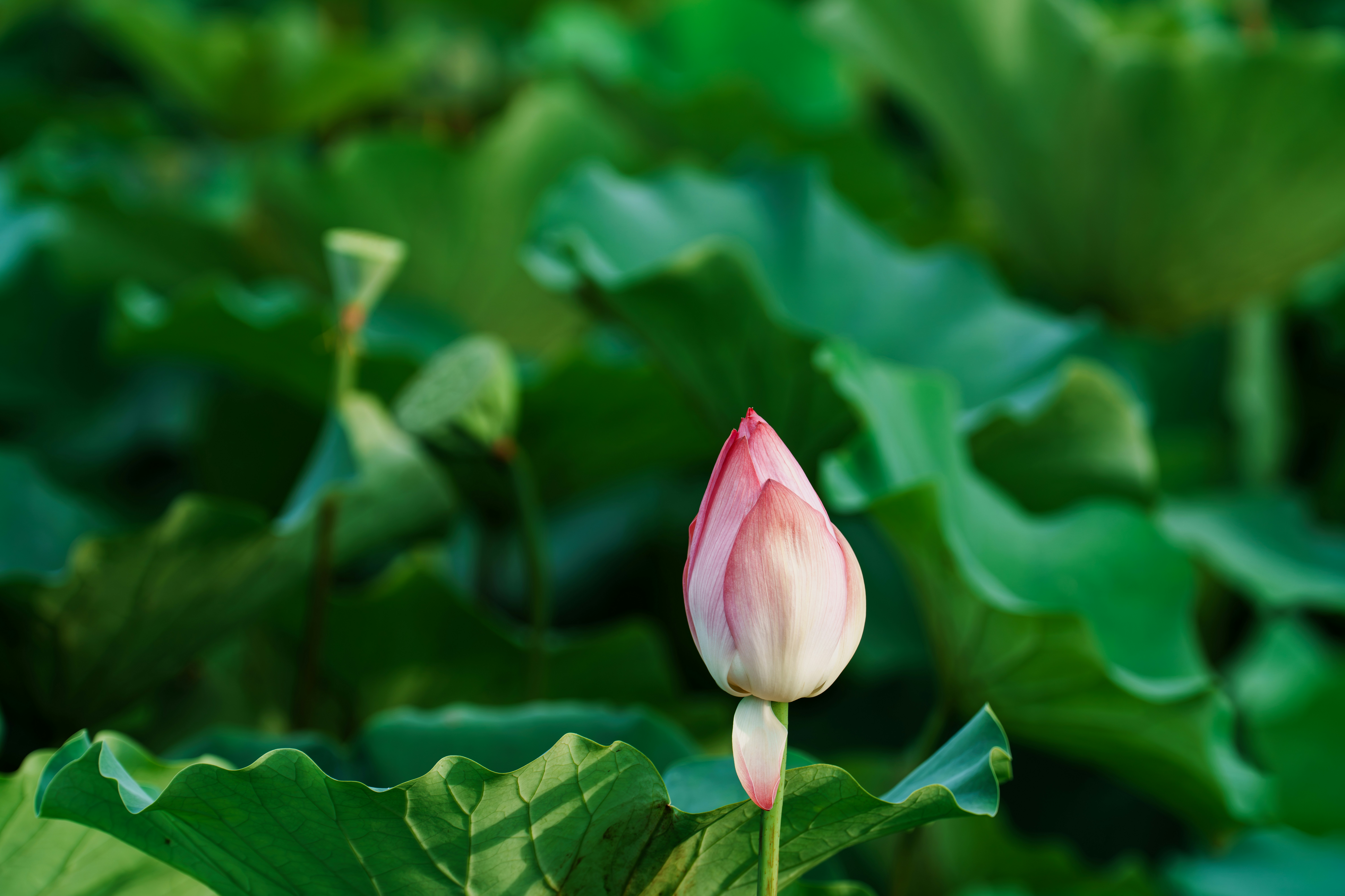 Pink lotus bud among green leaves