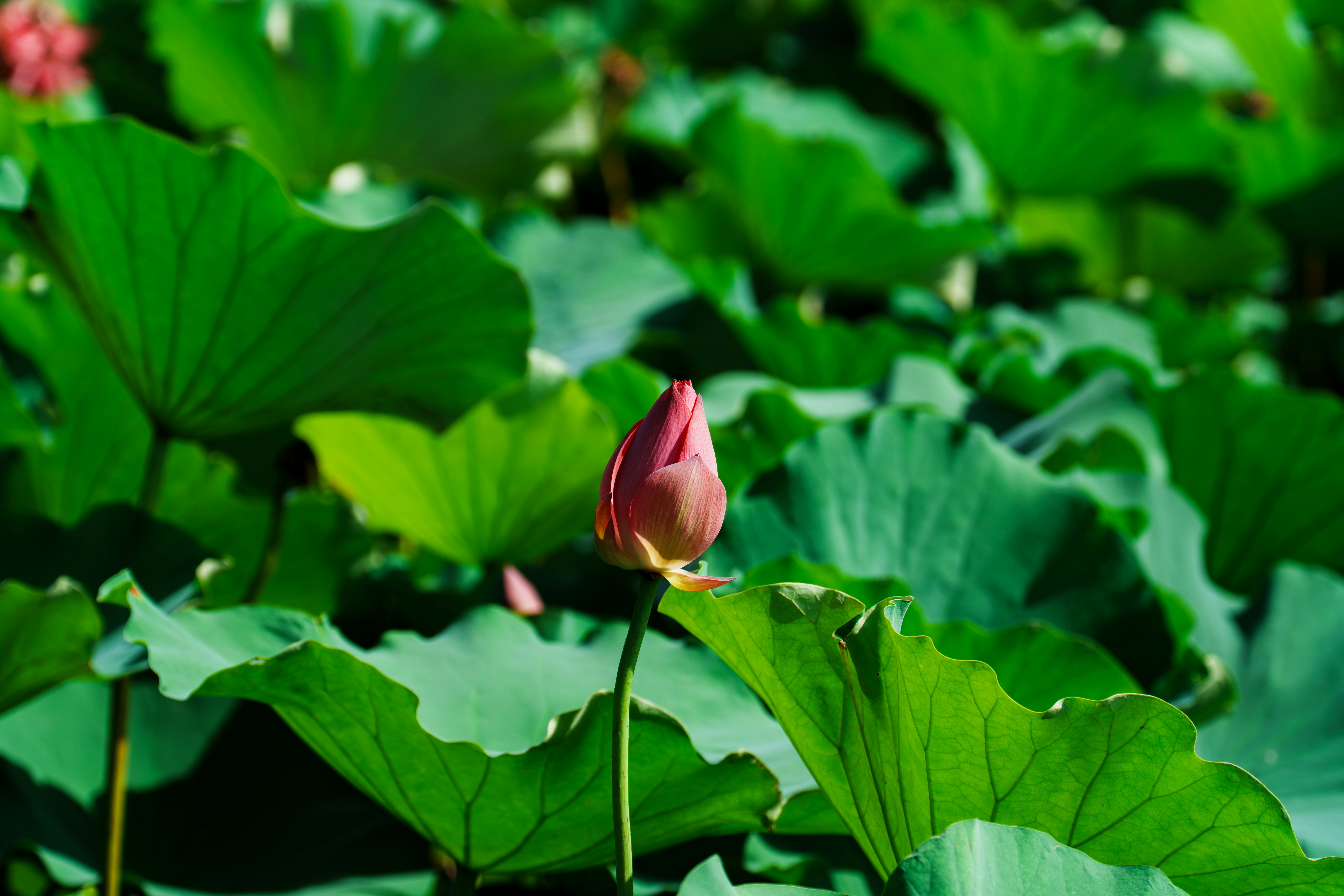 Pink lotus bud among green leaves