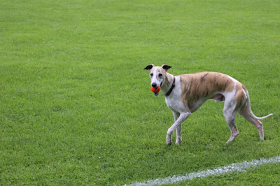 Rook, a fawn brindle-and-white Whippet, on the lawn with an orange ball in his mouth