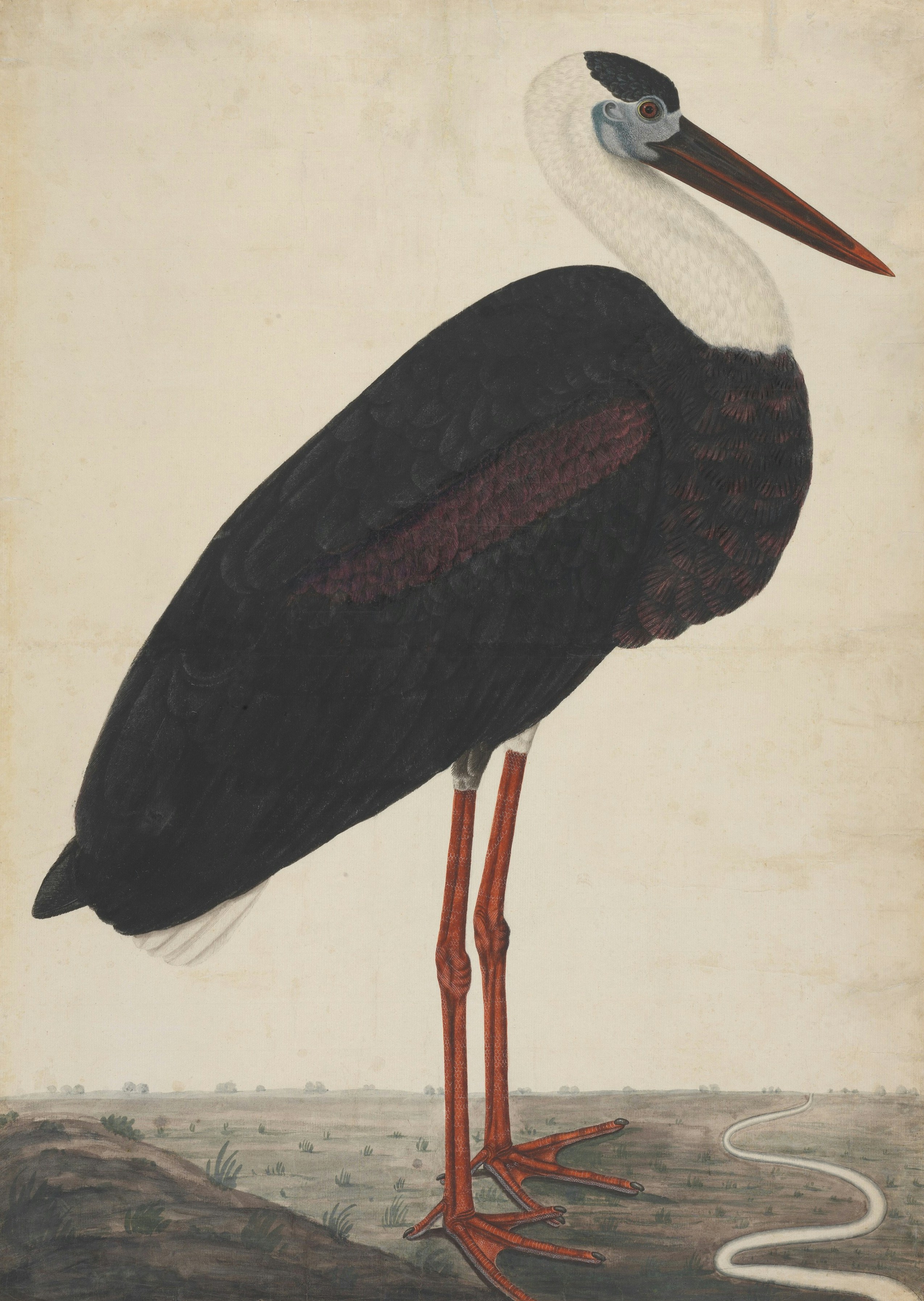 黒い羽と赤い脚を持つシロコウノトリ。