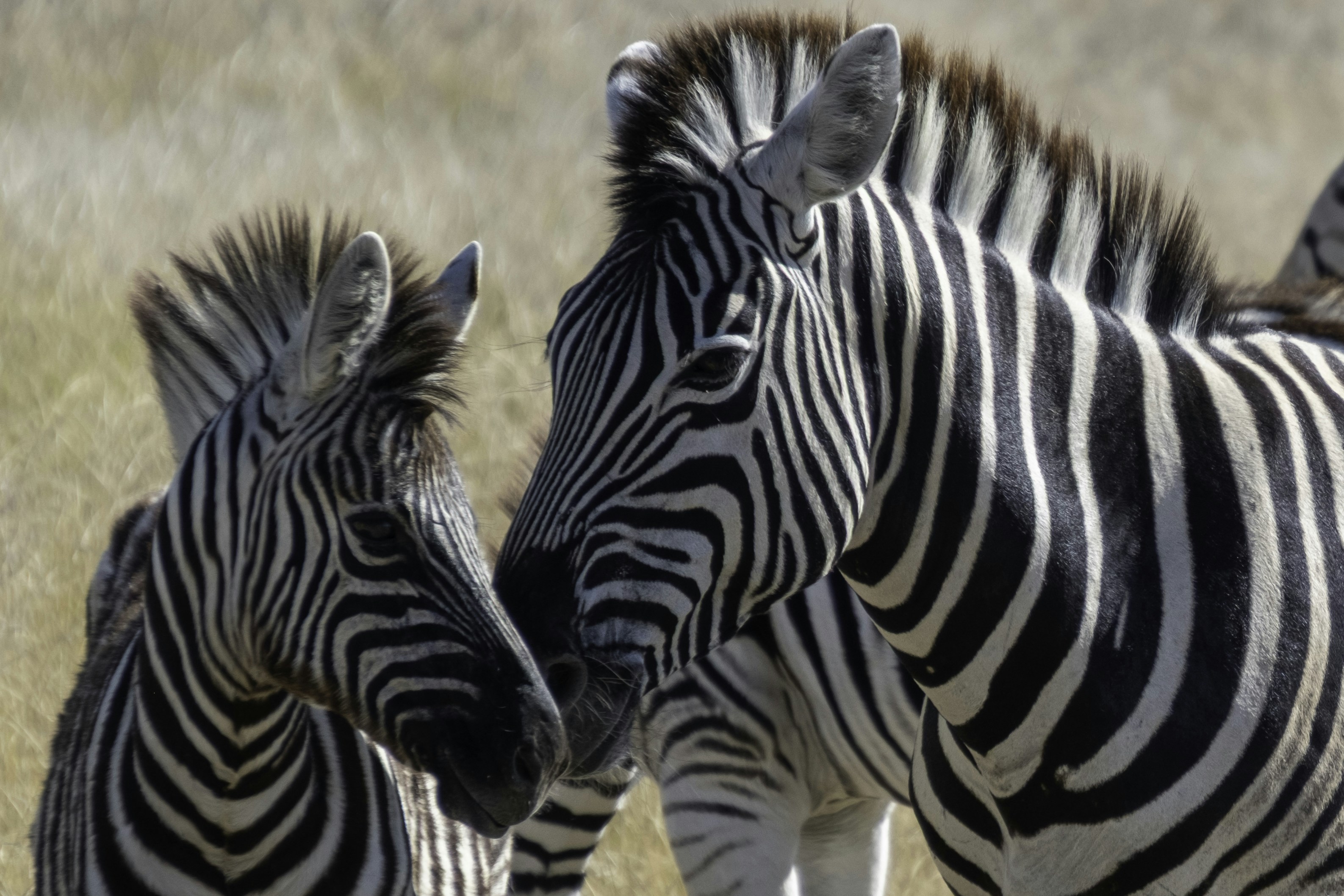Animals Adult And Young Zebra Stand Together In Dry Grass. Full HD Wallpaper #3310