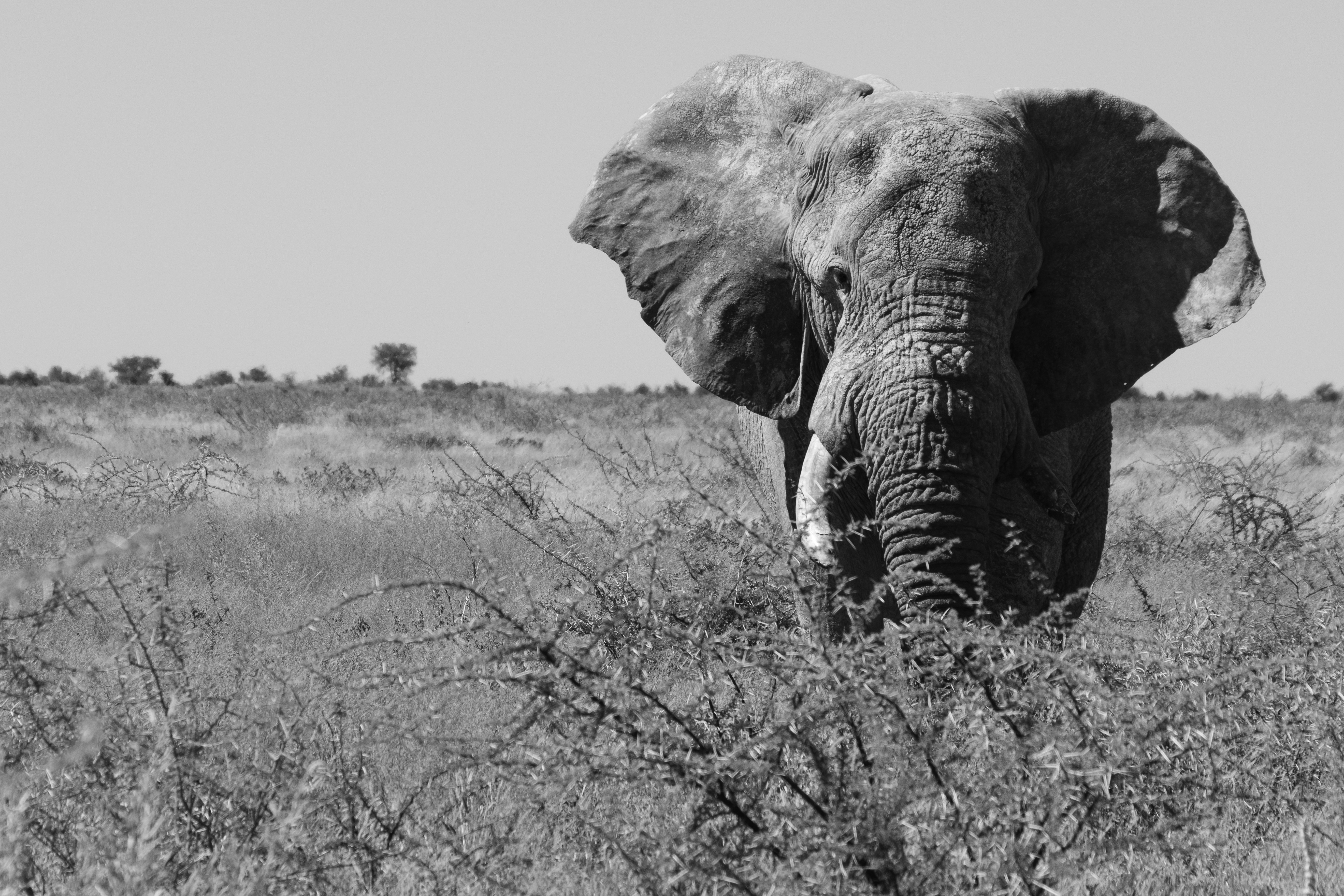 Animals An Elephant Stands In A Grassy Field. 4K Wallpaper #3312