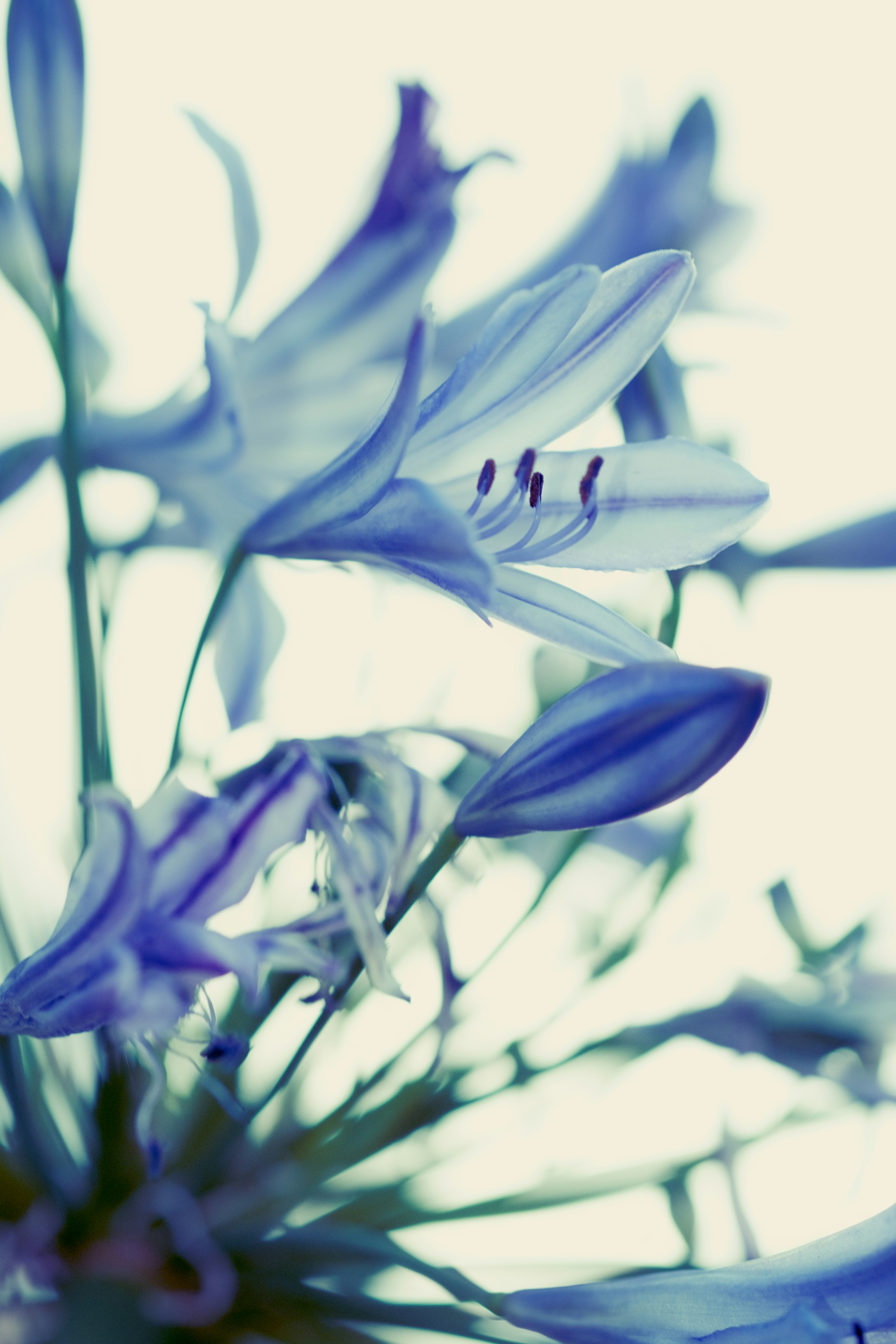 Soft blue agapanthus flowers with delicate petals and stamens.
