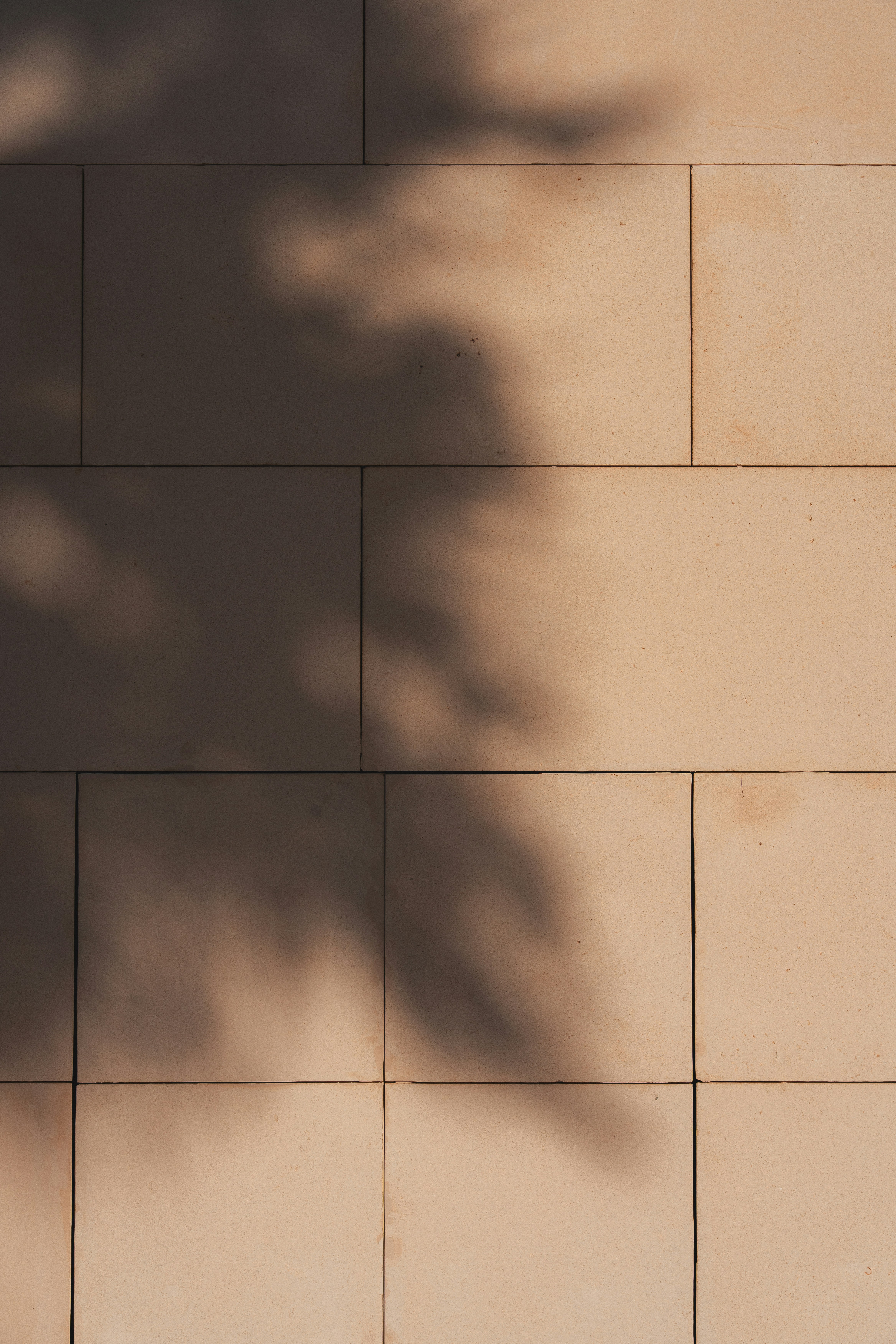 Sombras abstratas de folhas em uma parede de azulejo bege claro.