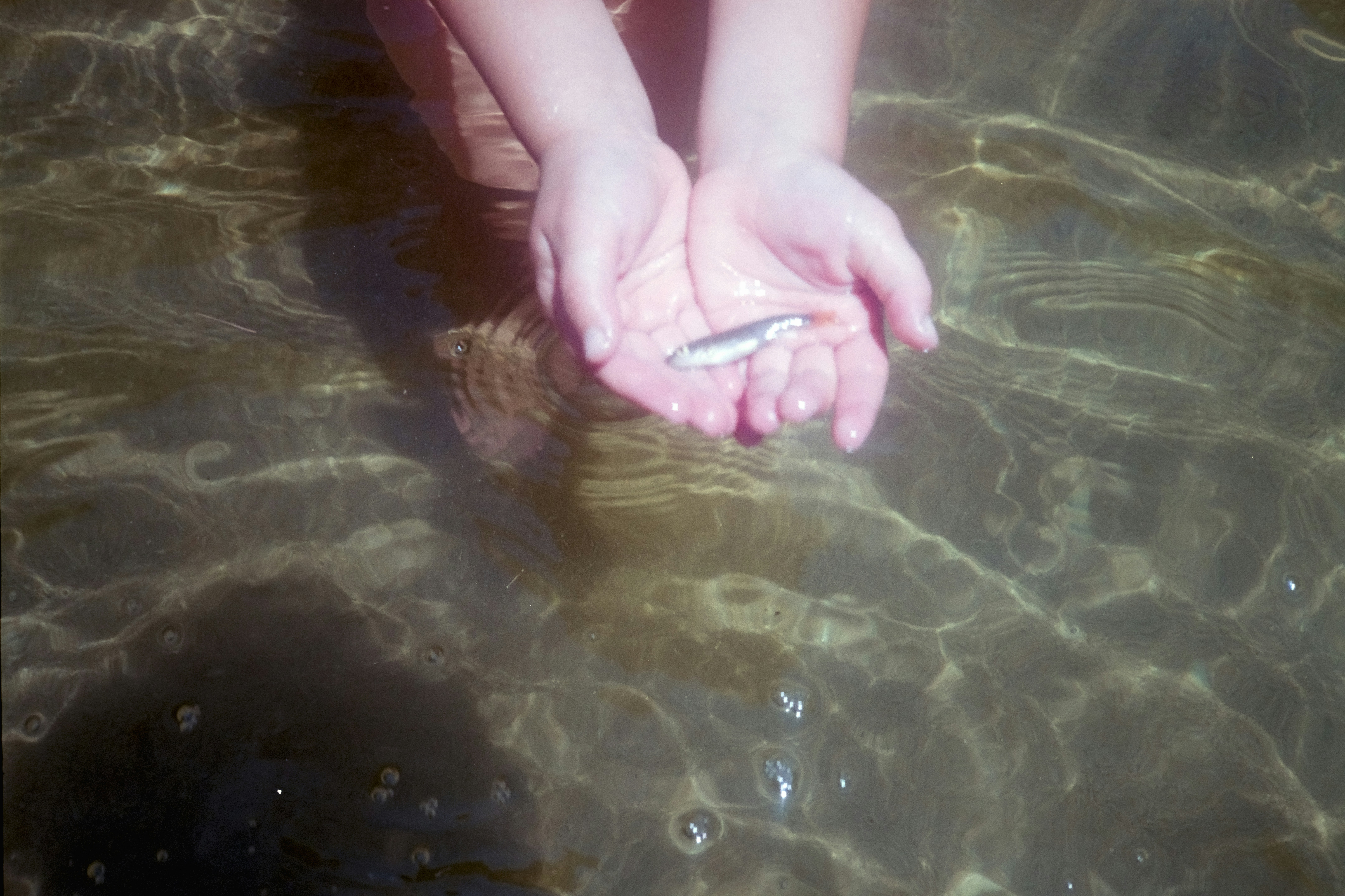 Tangan memegang ikan kecil di air jernih
