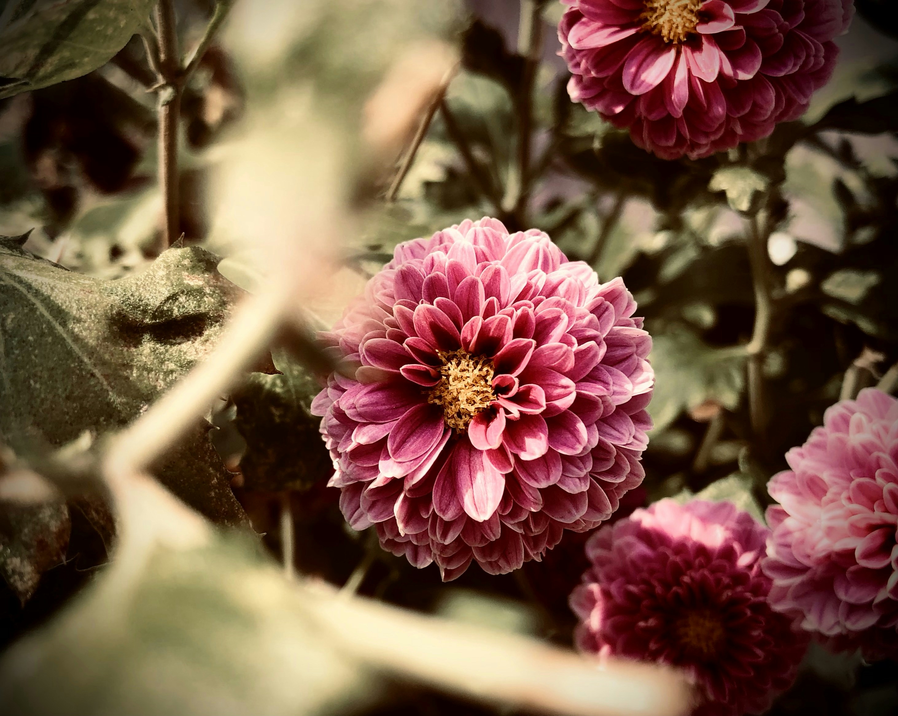 Flowers Shot By Me Using Iphone 8 Full HD Wallpaper #3648