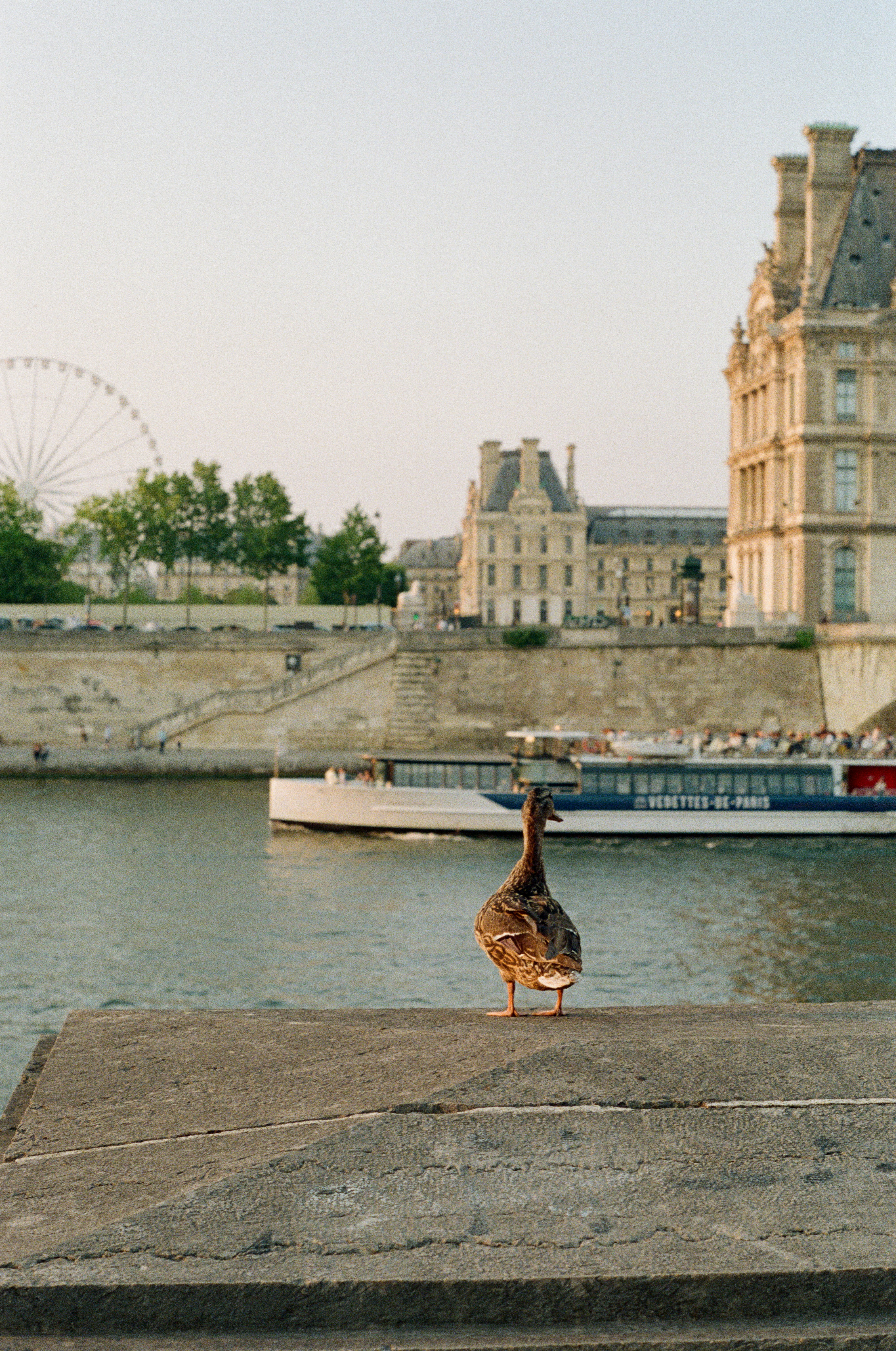 Pentax K1000 35mm film, July 2023