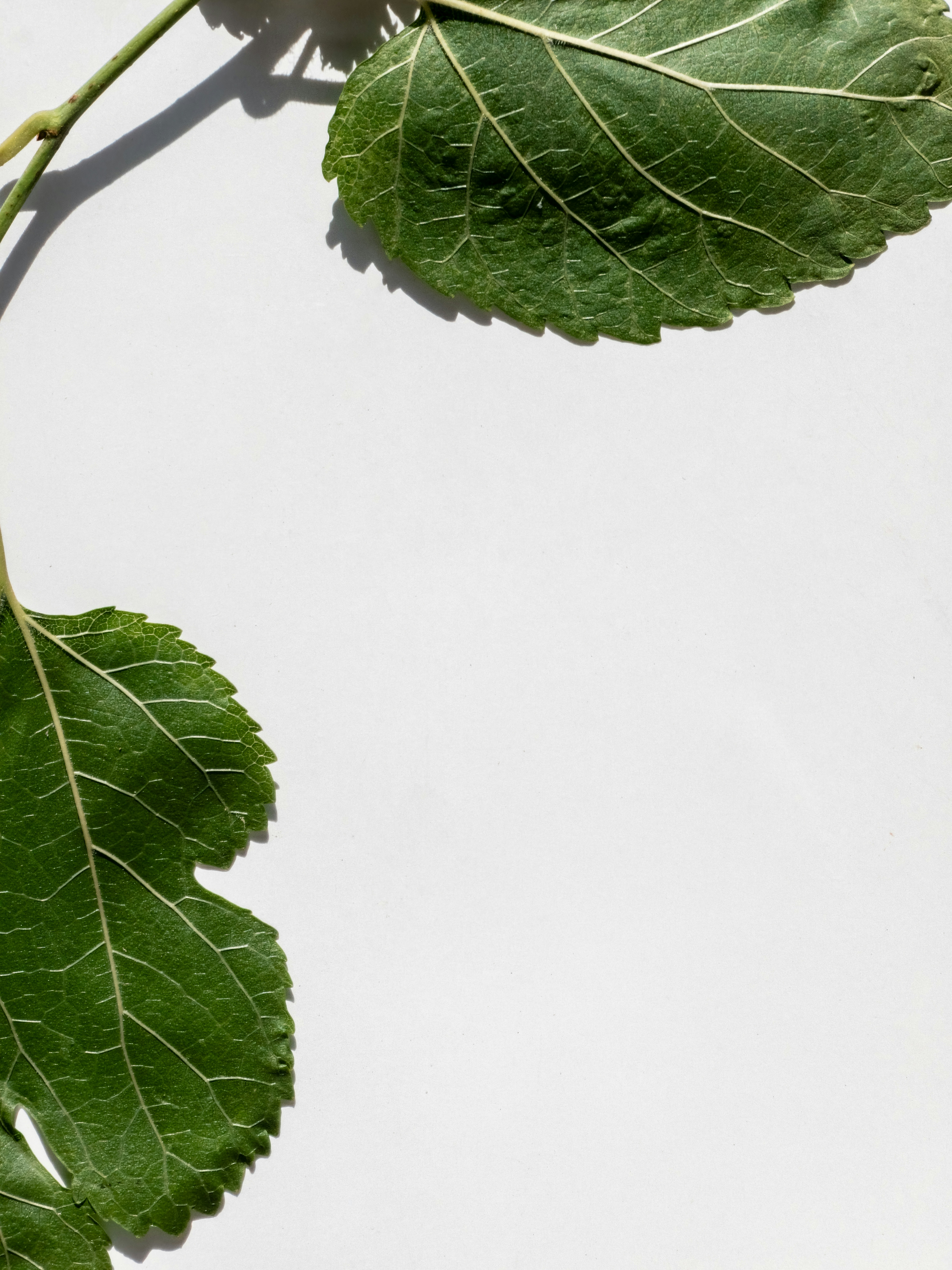 Two green leaves with shadows on a white background