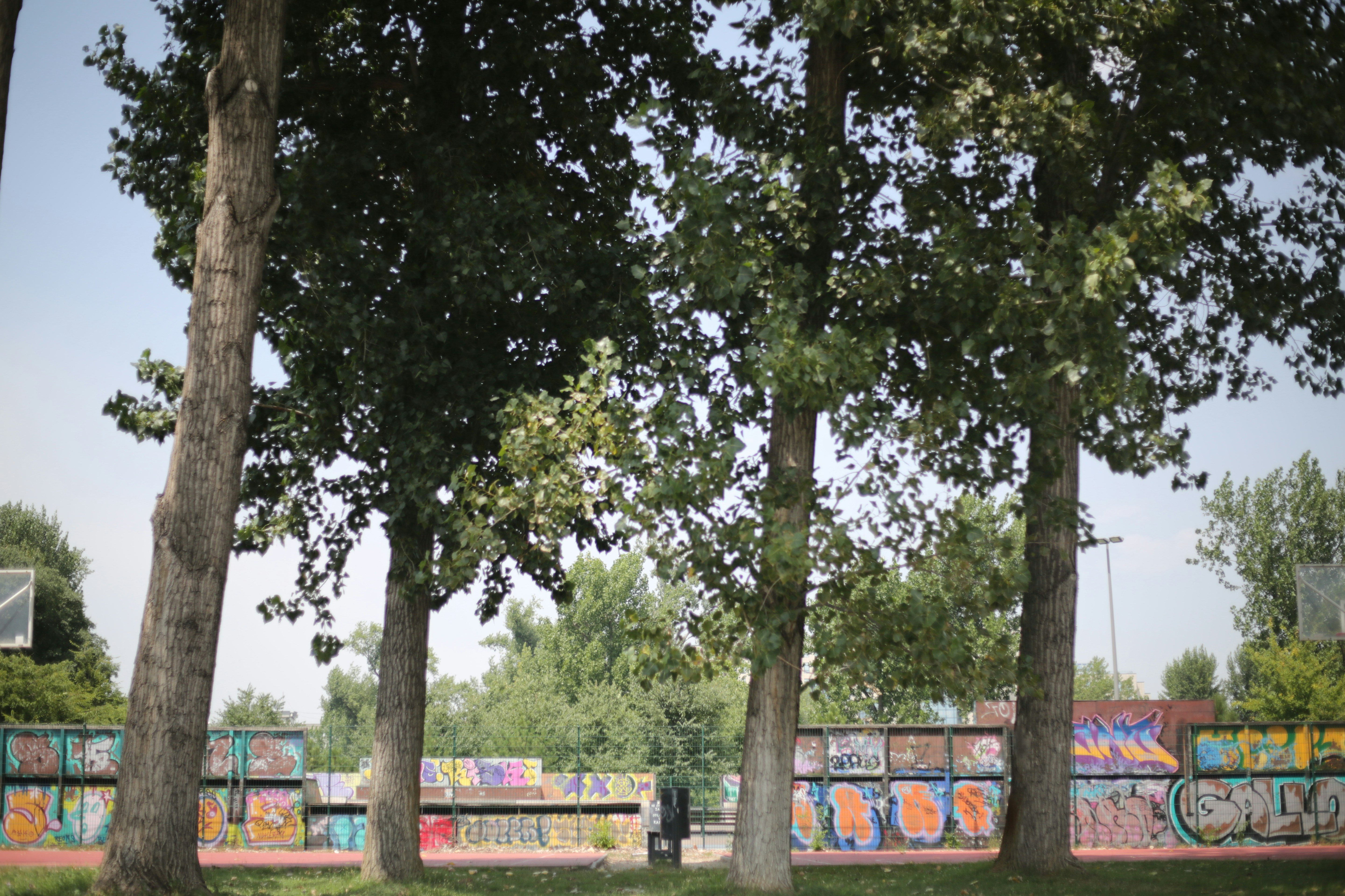 Tall trees beside a graffiti wall in a park