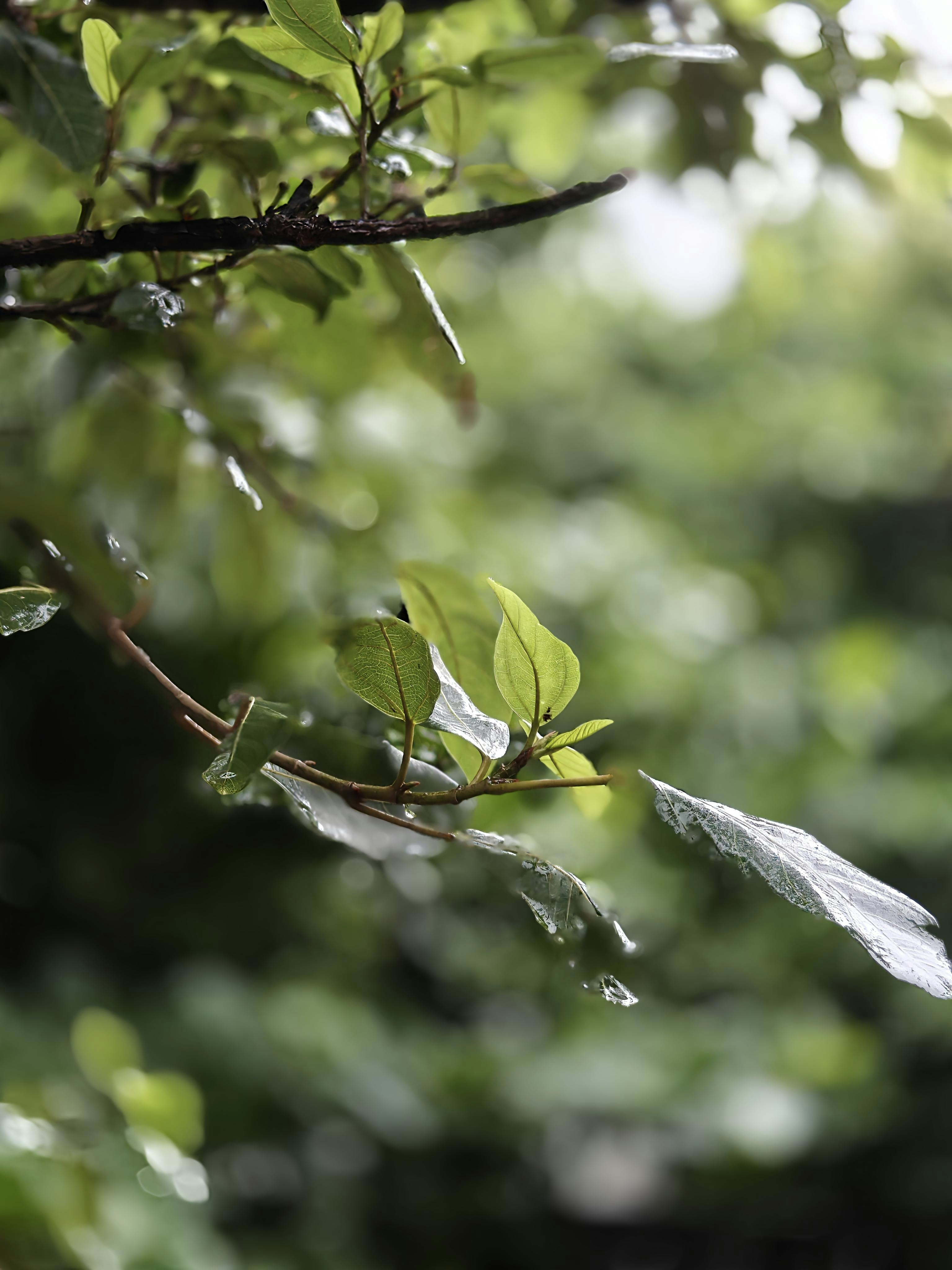 Common Pests and Diseases (and How to Stay Ahead of Them)