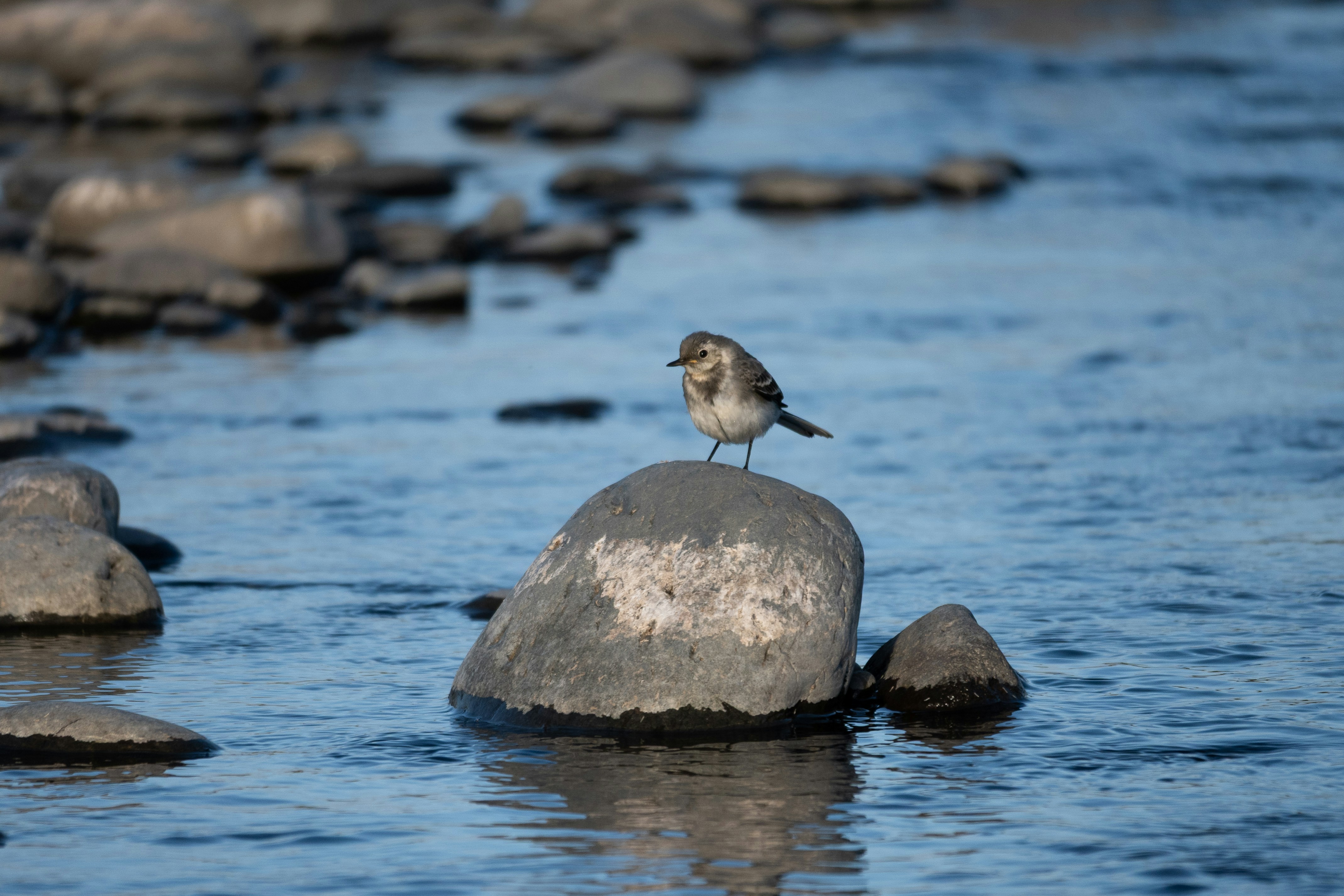 A small bird on a rock in a clear stream
