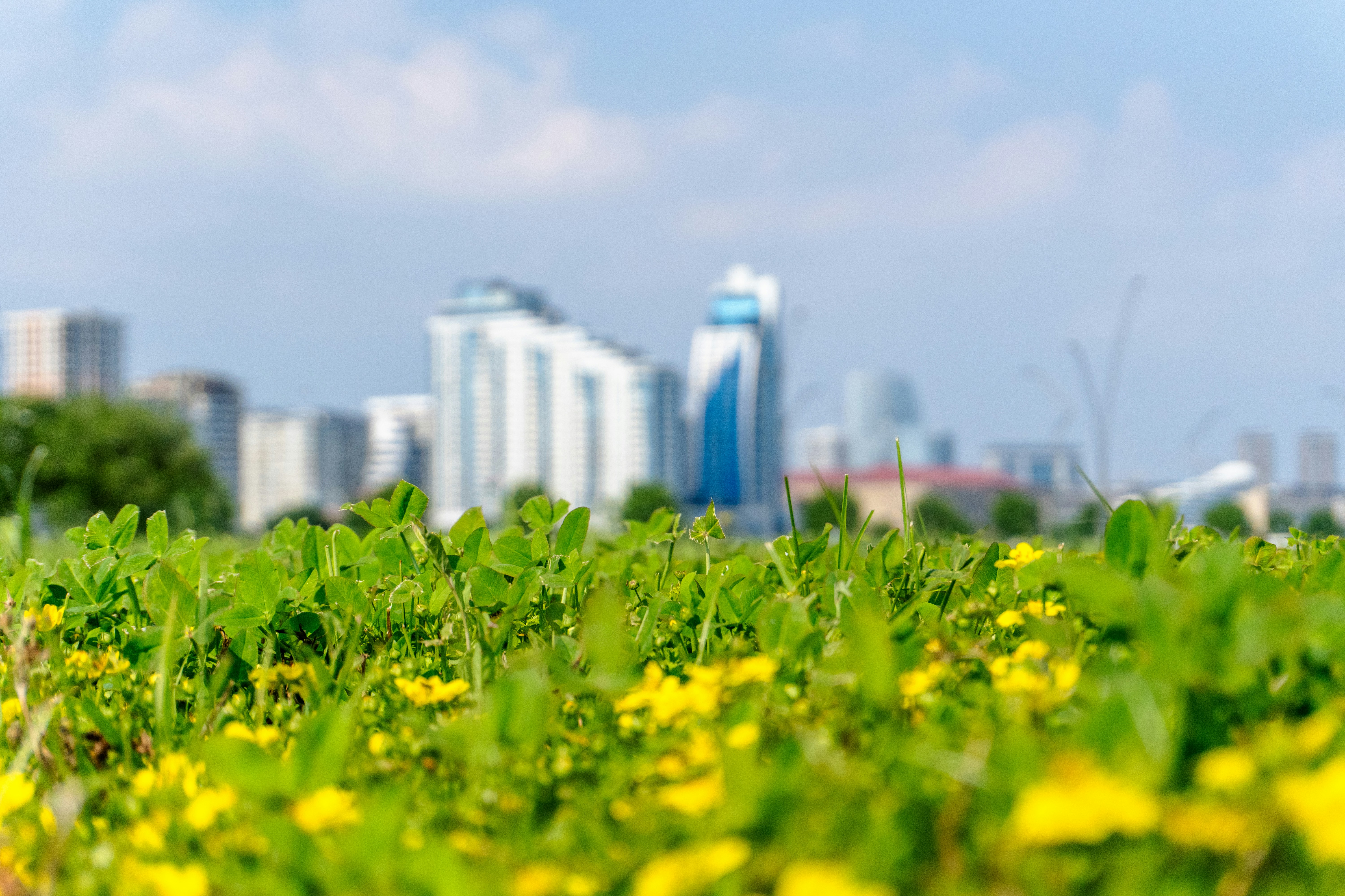 City Green Grass And Yellow Flowers With A Blurry City Skyline. 4K Wallpaper #3538