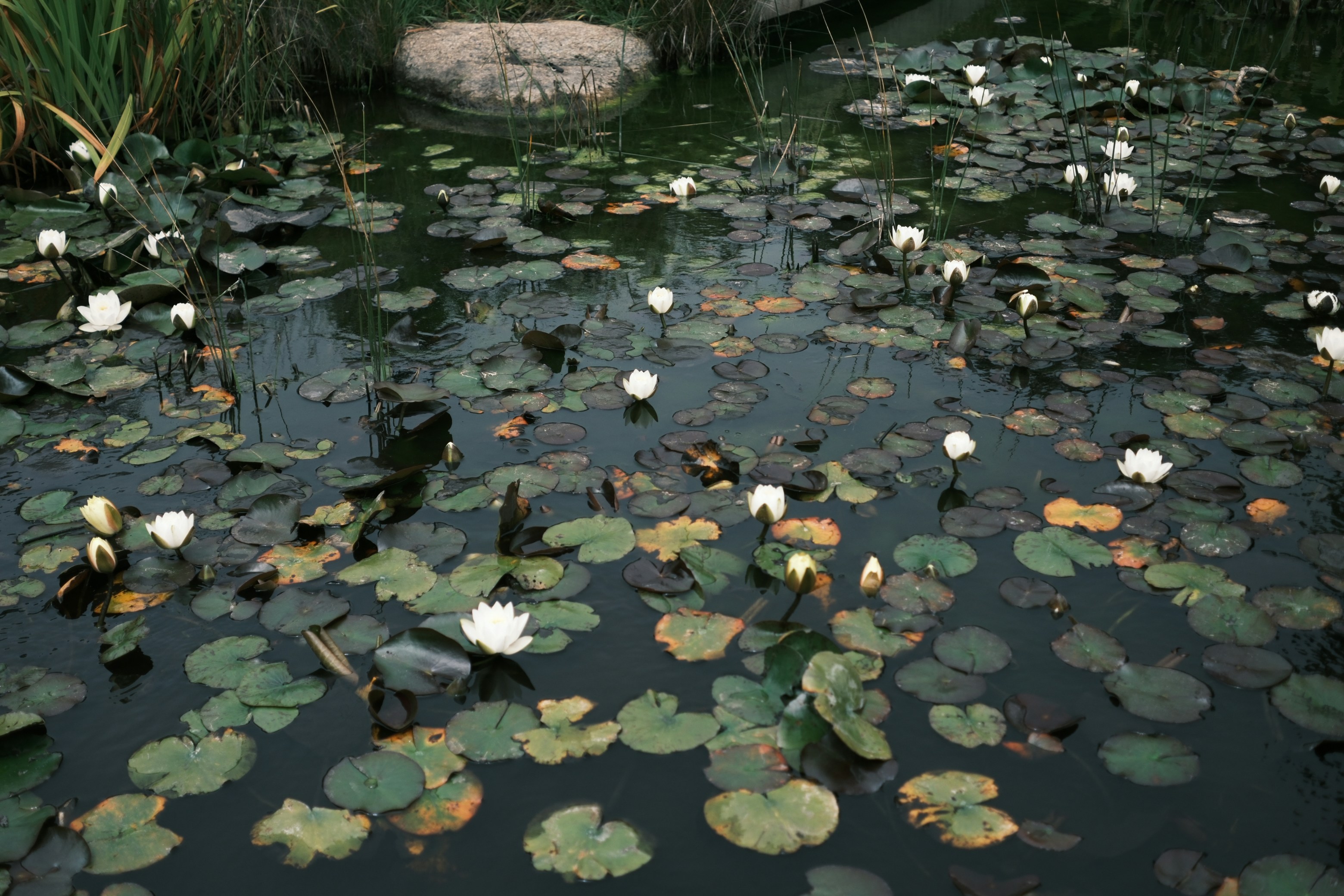 A pond filled with lily pads and white water lilies