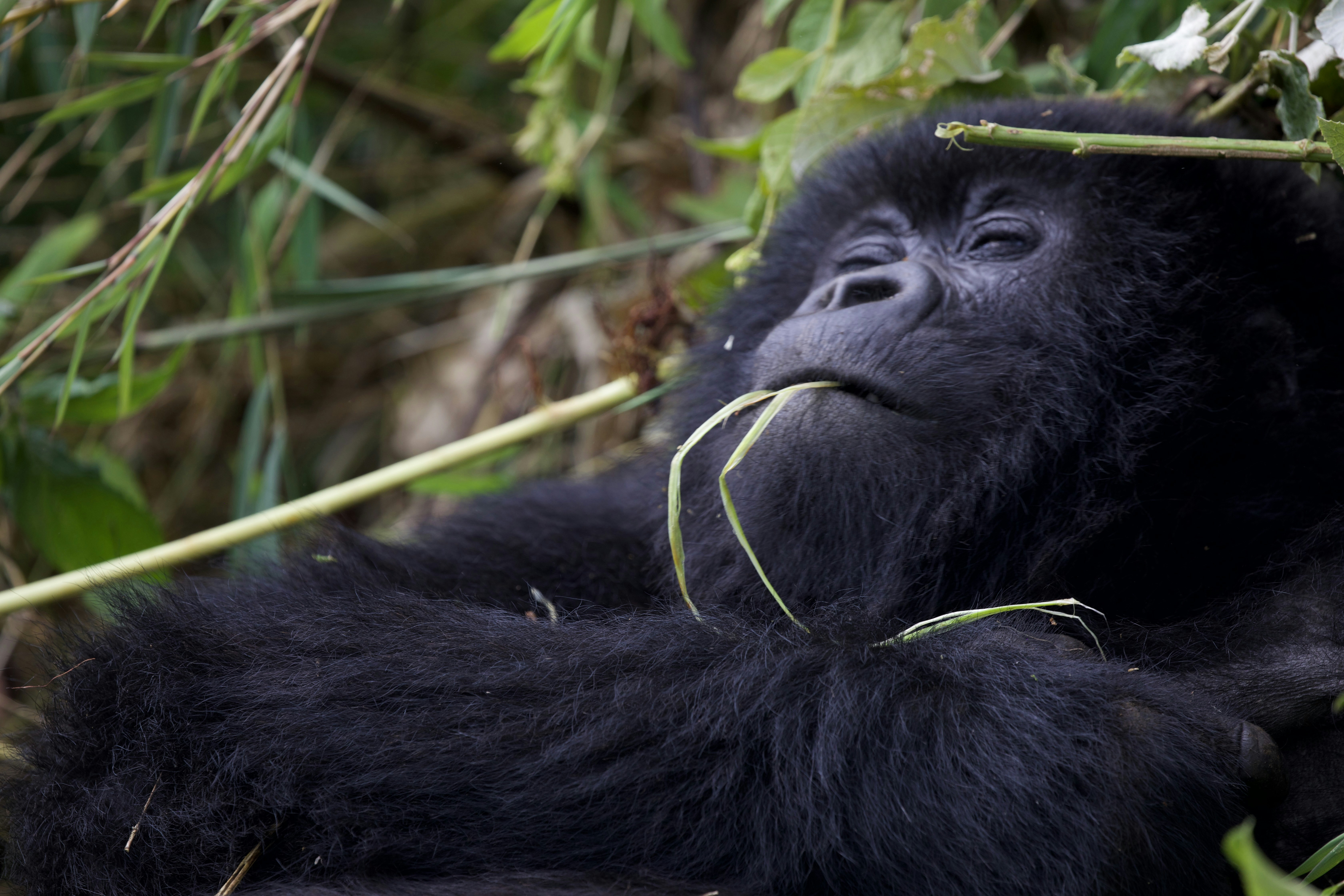 Un gorilla nero che riposa tra il fogliame con steli vegetali.