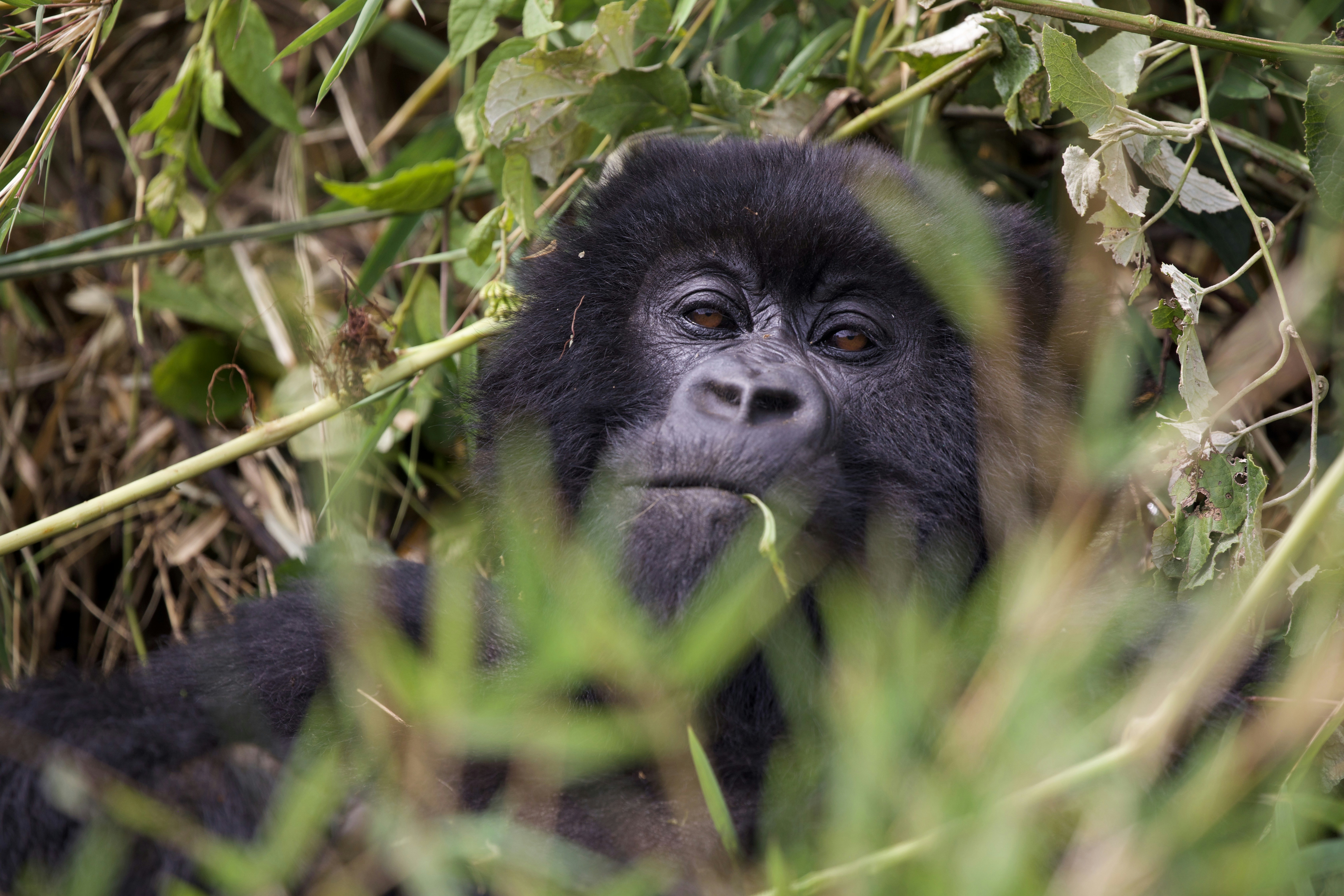 Un giovane gorilla che sbircia tra il fogliame verde.