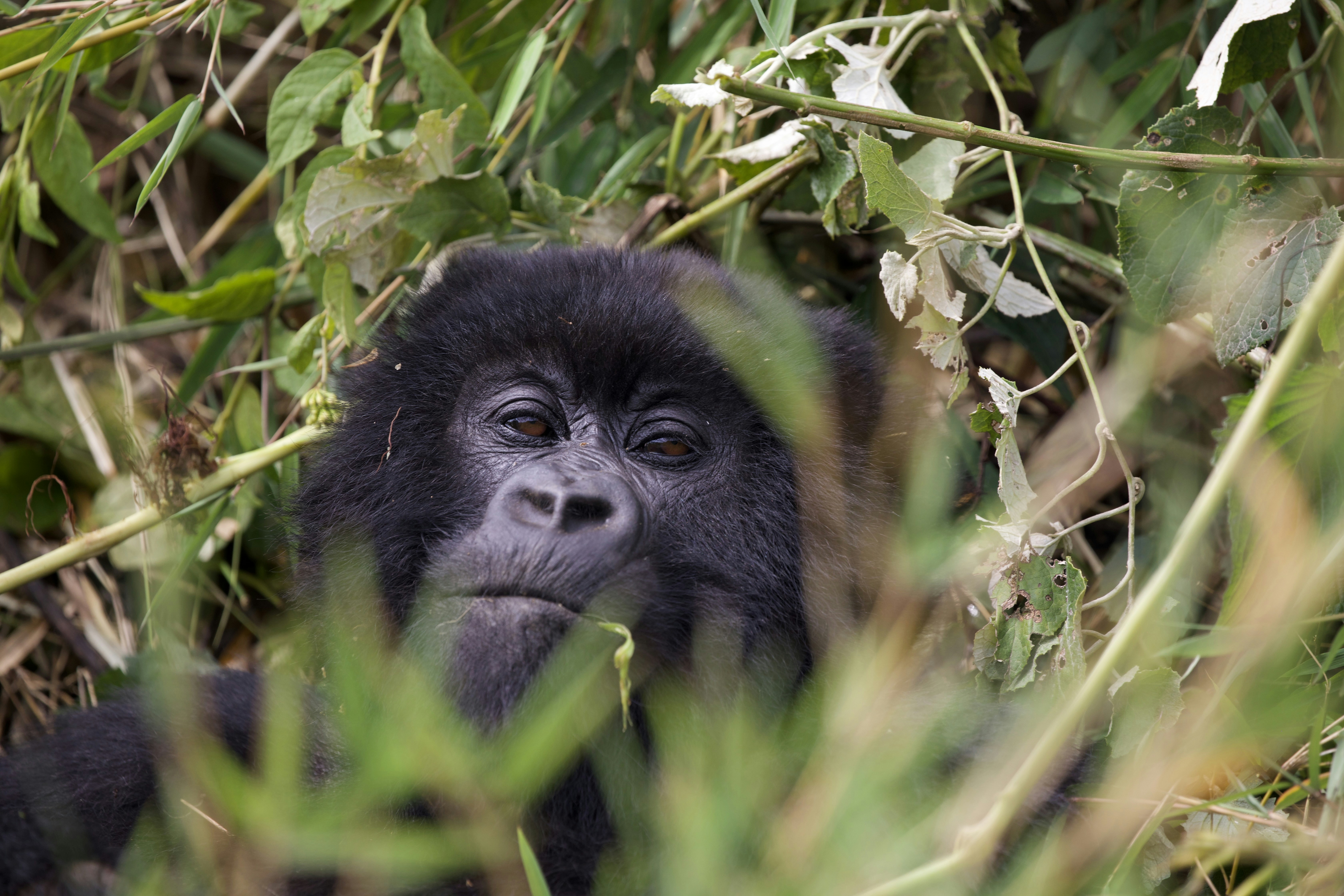 Un giovane gorilla che sbircia tra il fogliame verde.