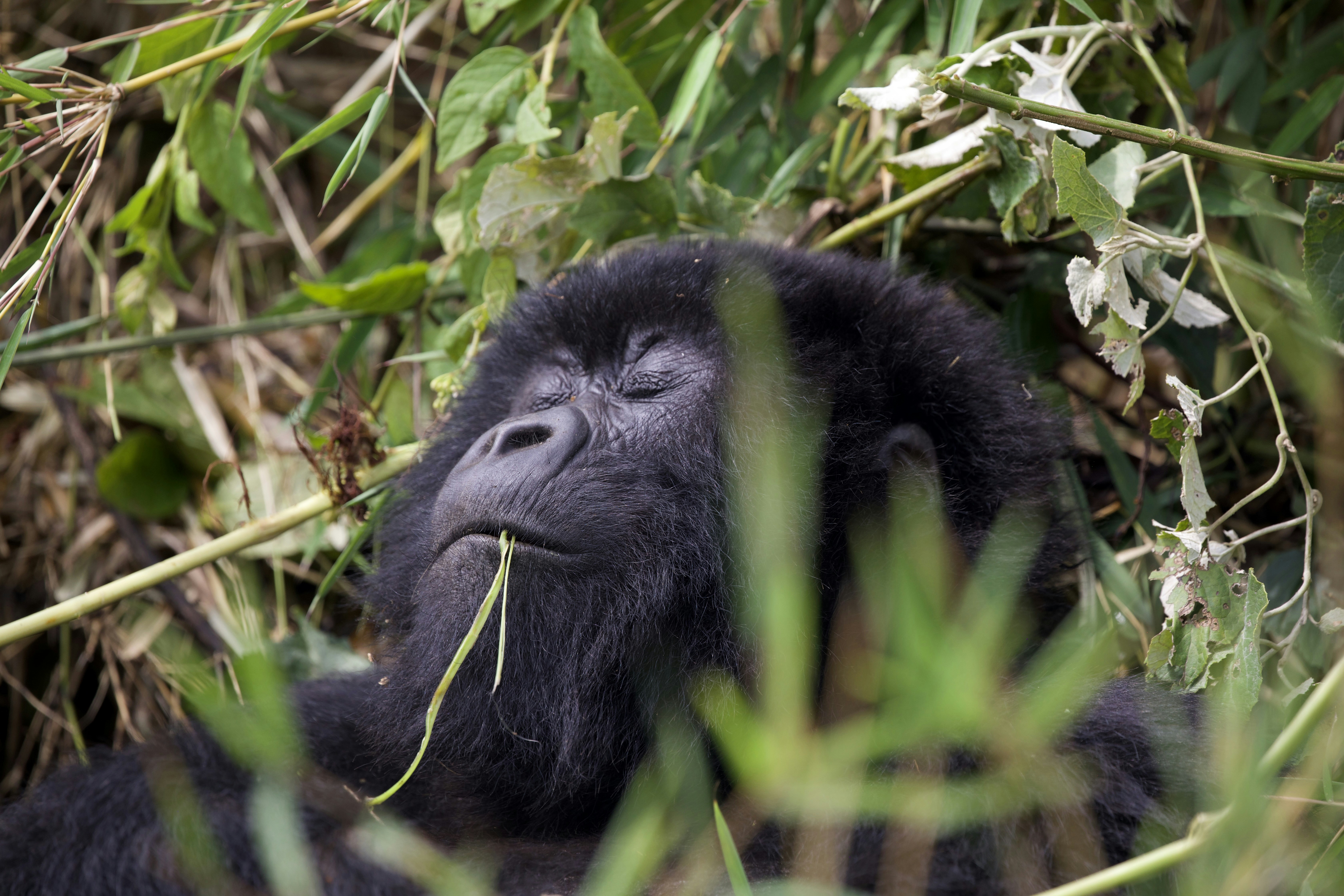 Gorilla che dorme pacificamente tra il fogliame verde con l'erba in bocca.