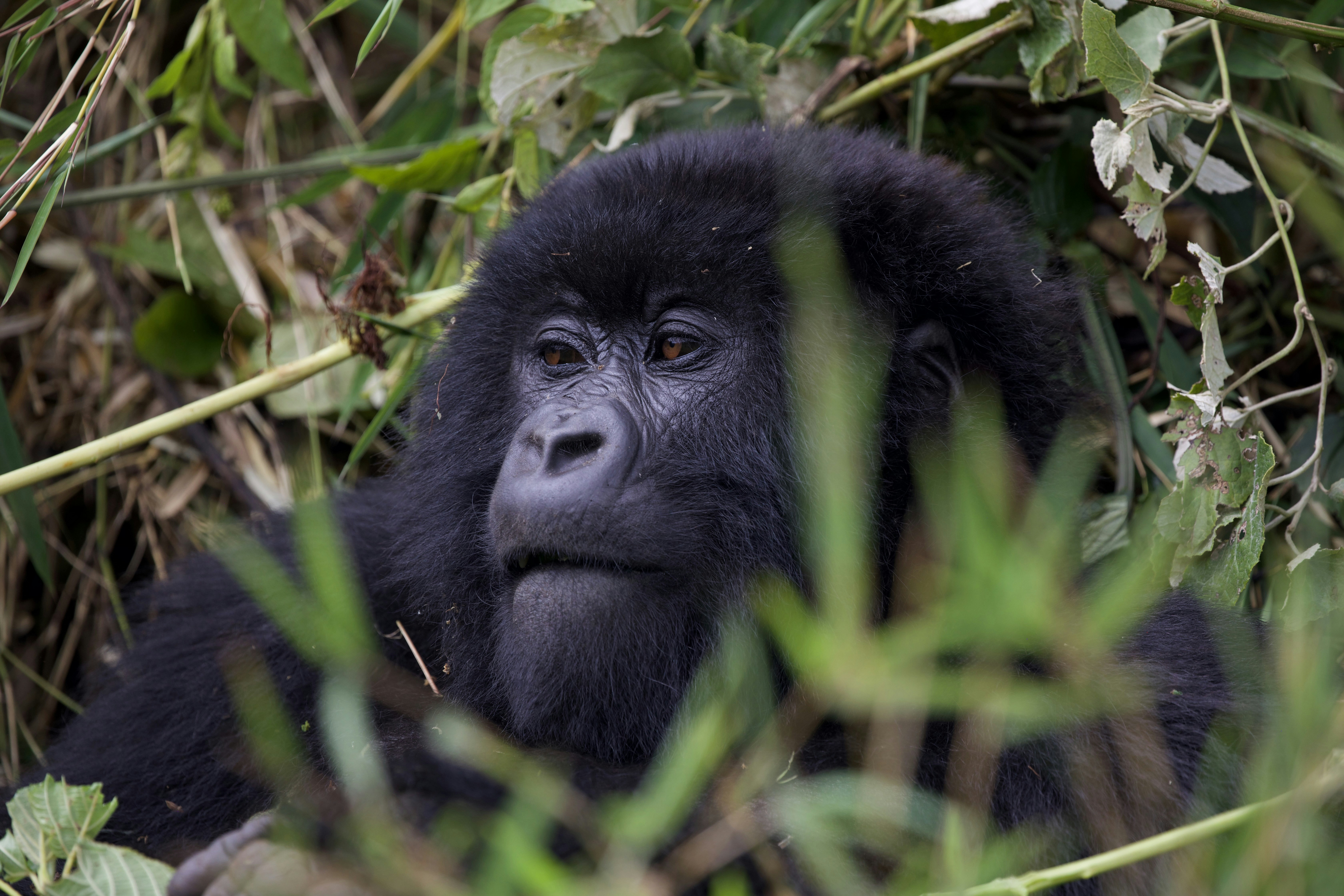 Un gorilla che riposa tra un fitto fogliame verde.