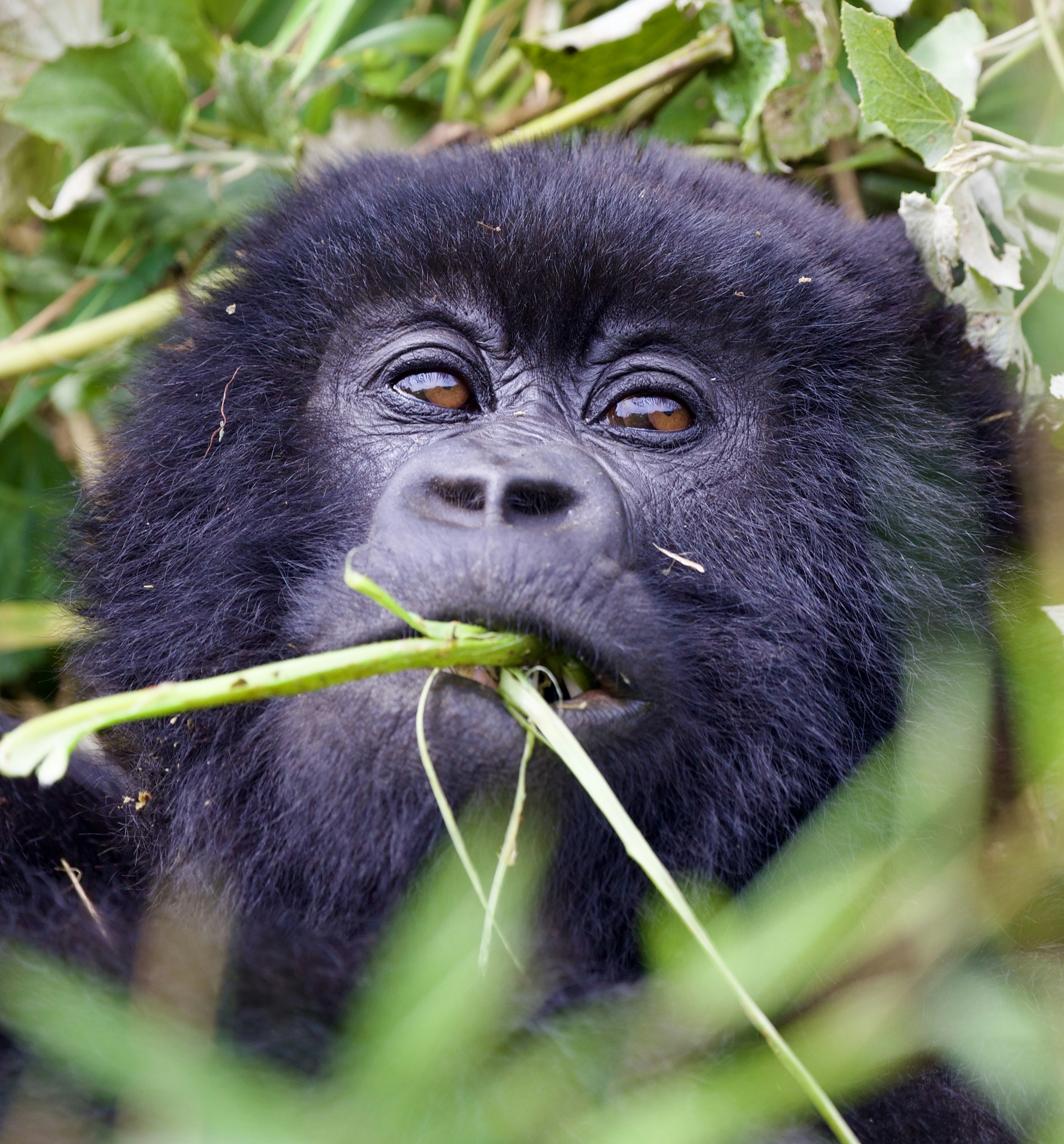 Un gorilla mangia piante verdi in un ambiente rigoglioso.