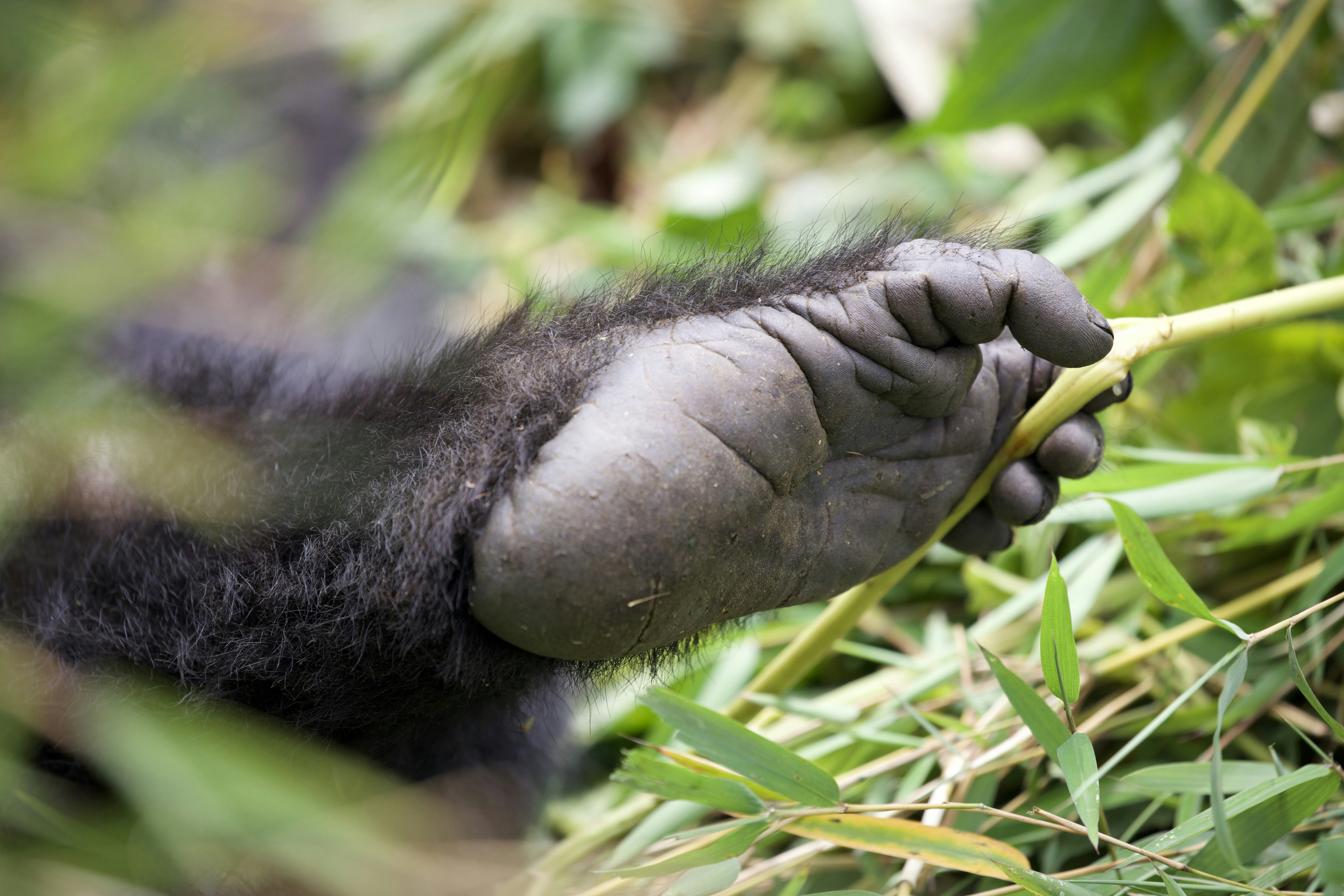 Un piede di gorilla che tiene un gambo di bambù nel fogliame verde.