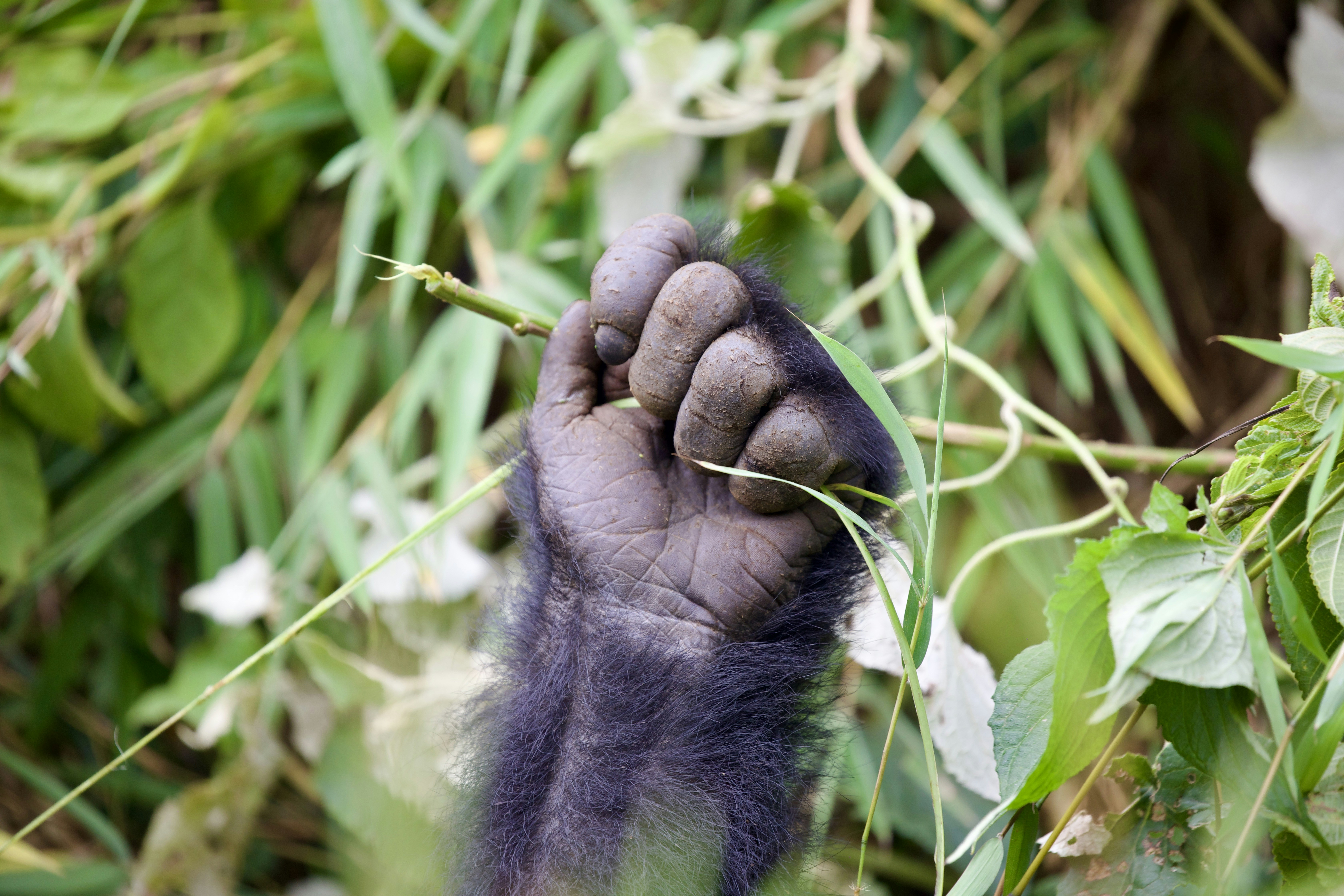 La mano del gorilla che stringe il fogliame verde.