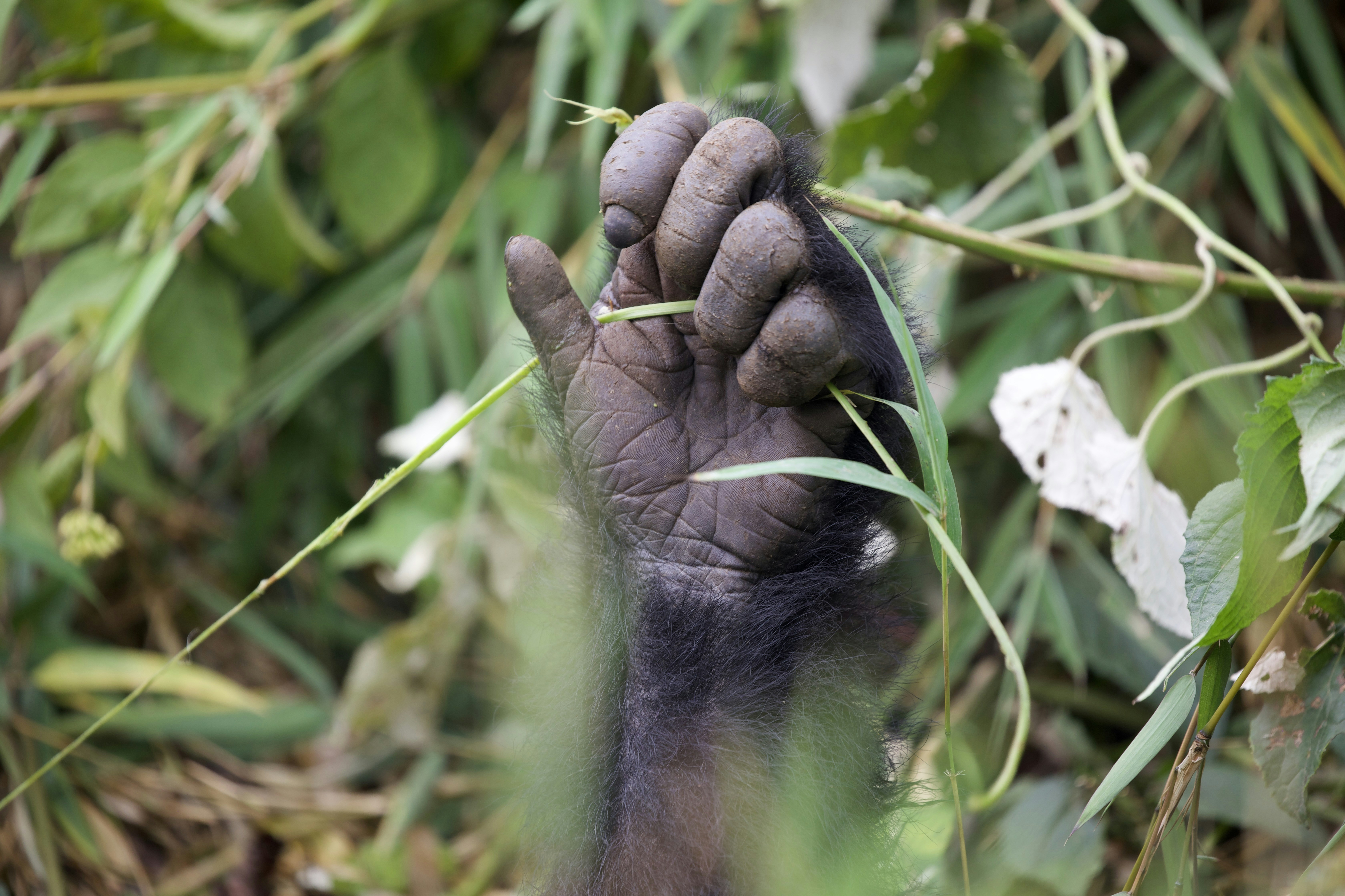 La mano di un gorilla afferra il fogliame verde.