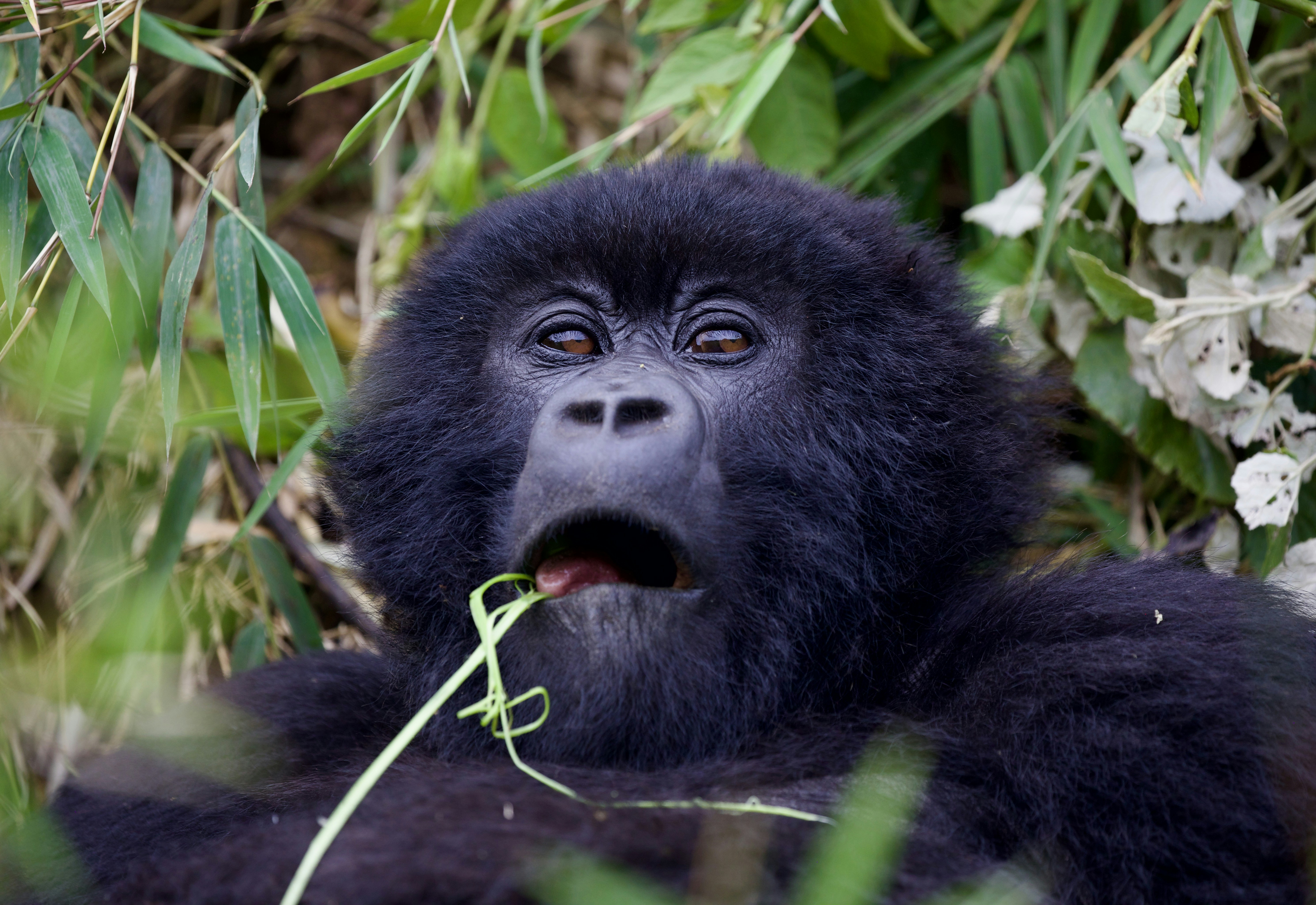 Gorilla nero che riposa e mangia foglie verdi.