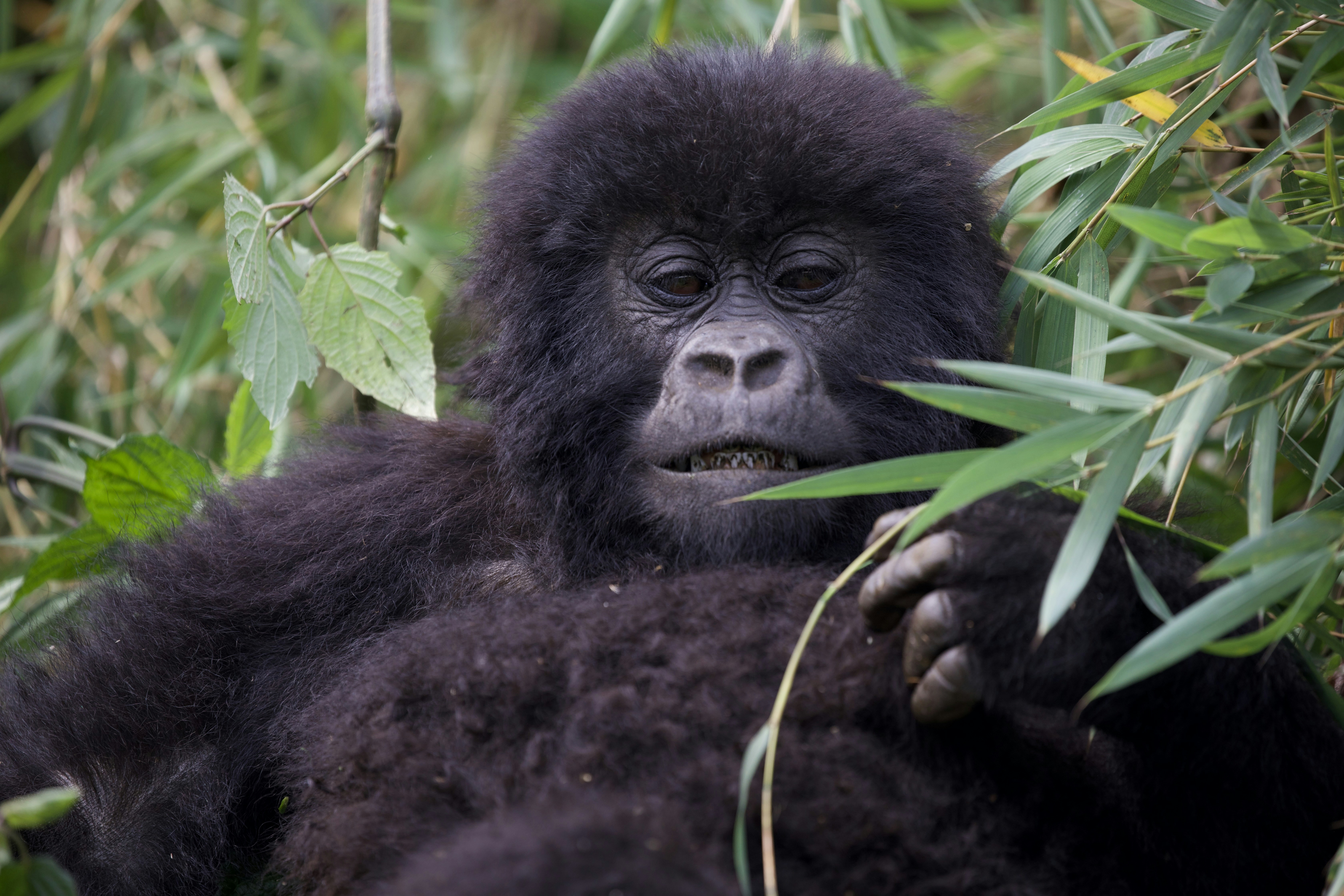 Un giovane gorilla riposa tra le foglie verdi.