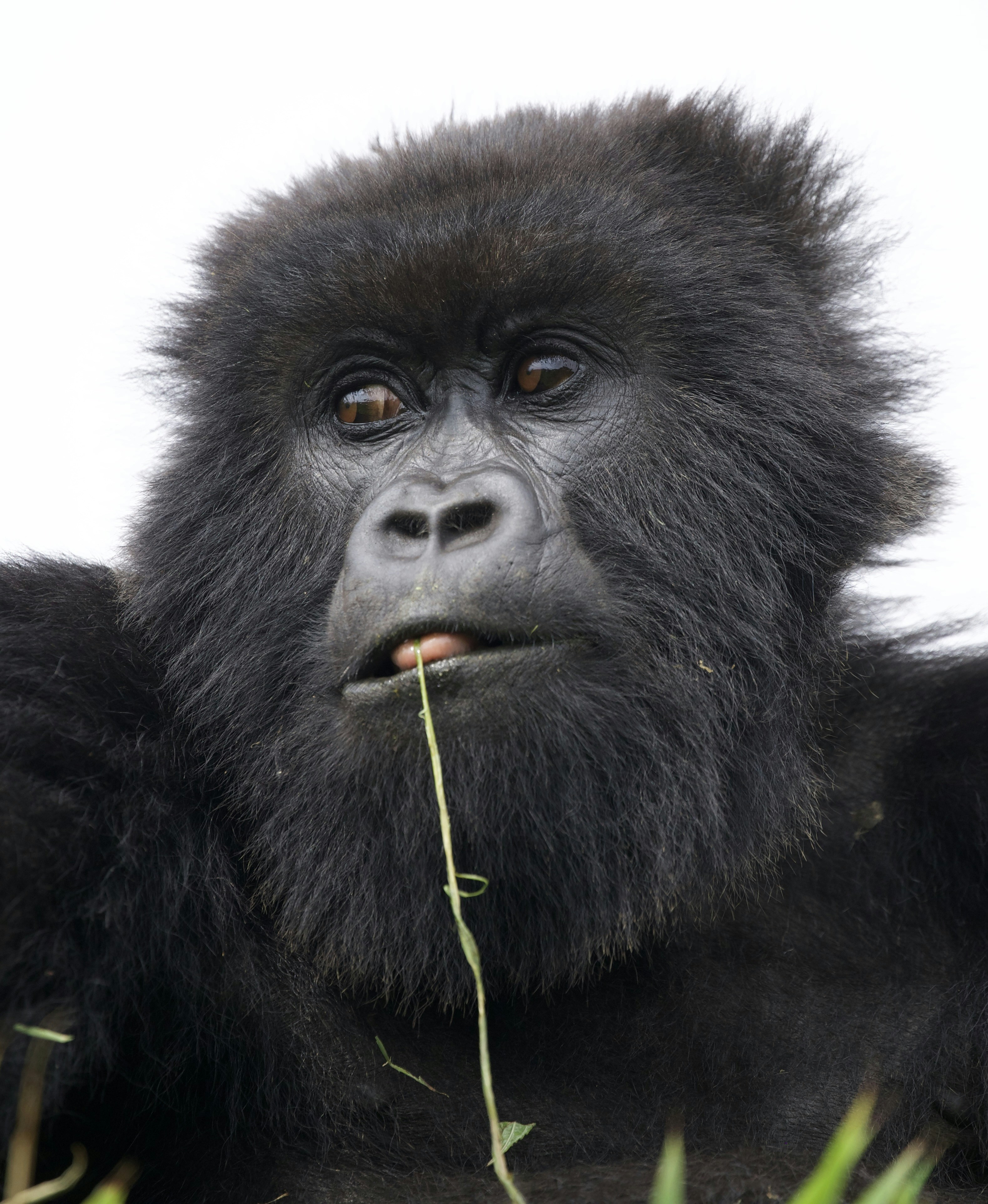 Un gorilla nero che mangia erba su uno sfondo bianco.