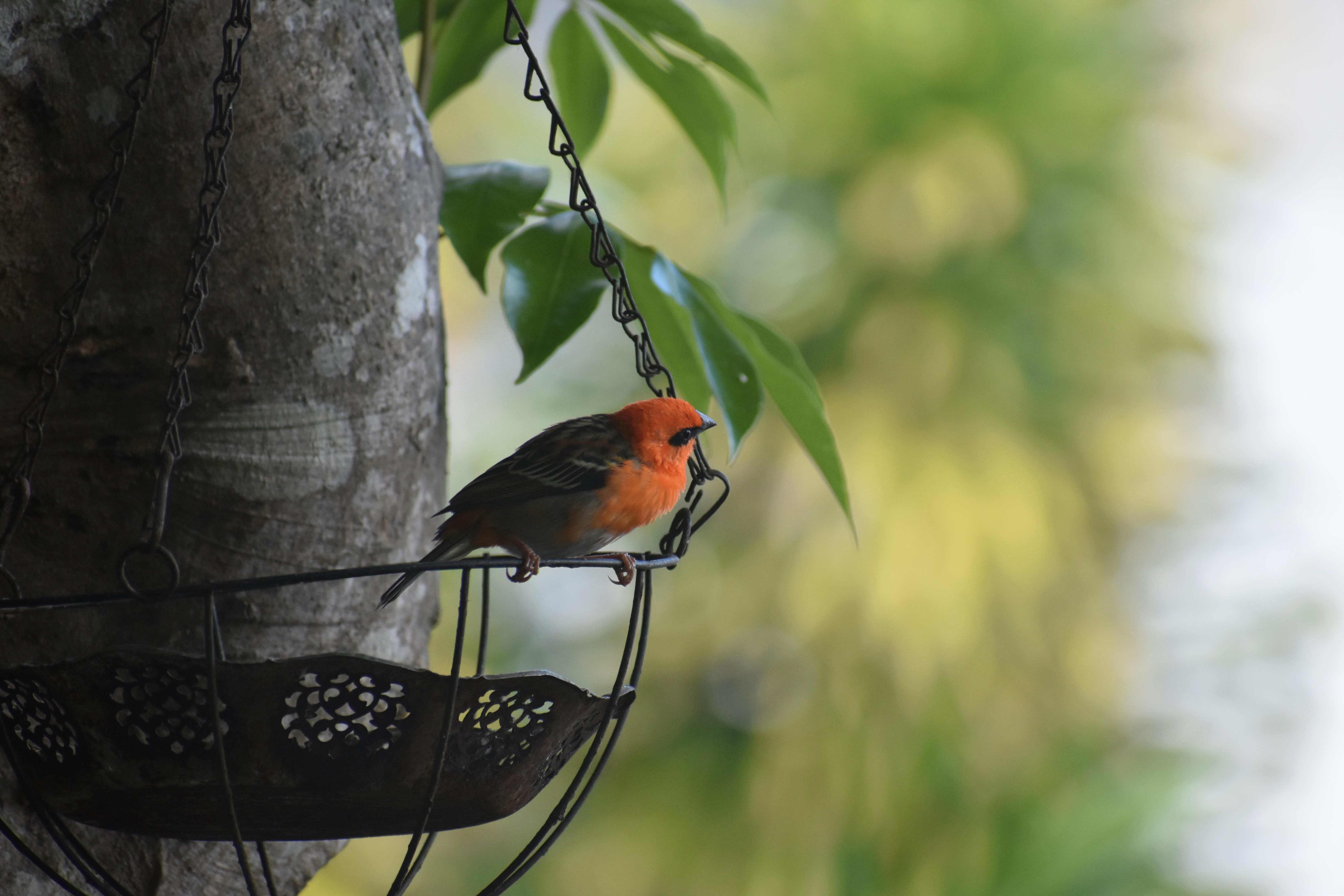 Vibrant orange bird perching on a decorative hanging feeder.