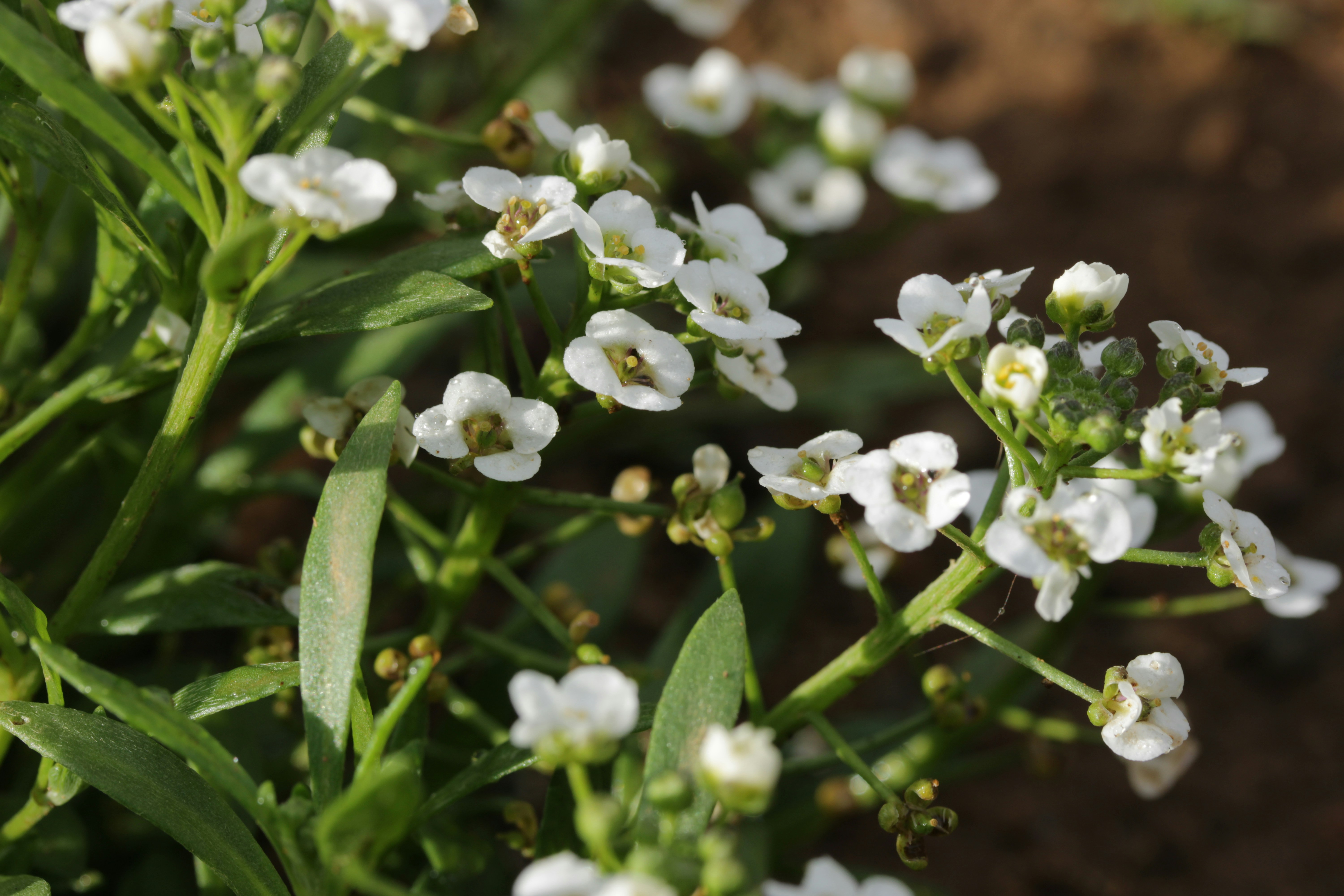 Small white flowers blooming with green leaves.