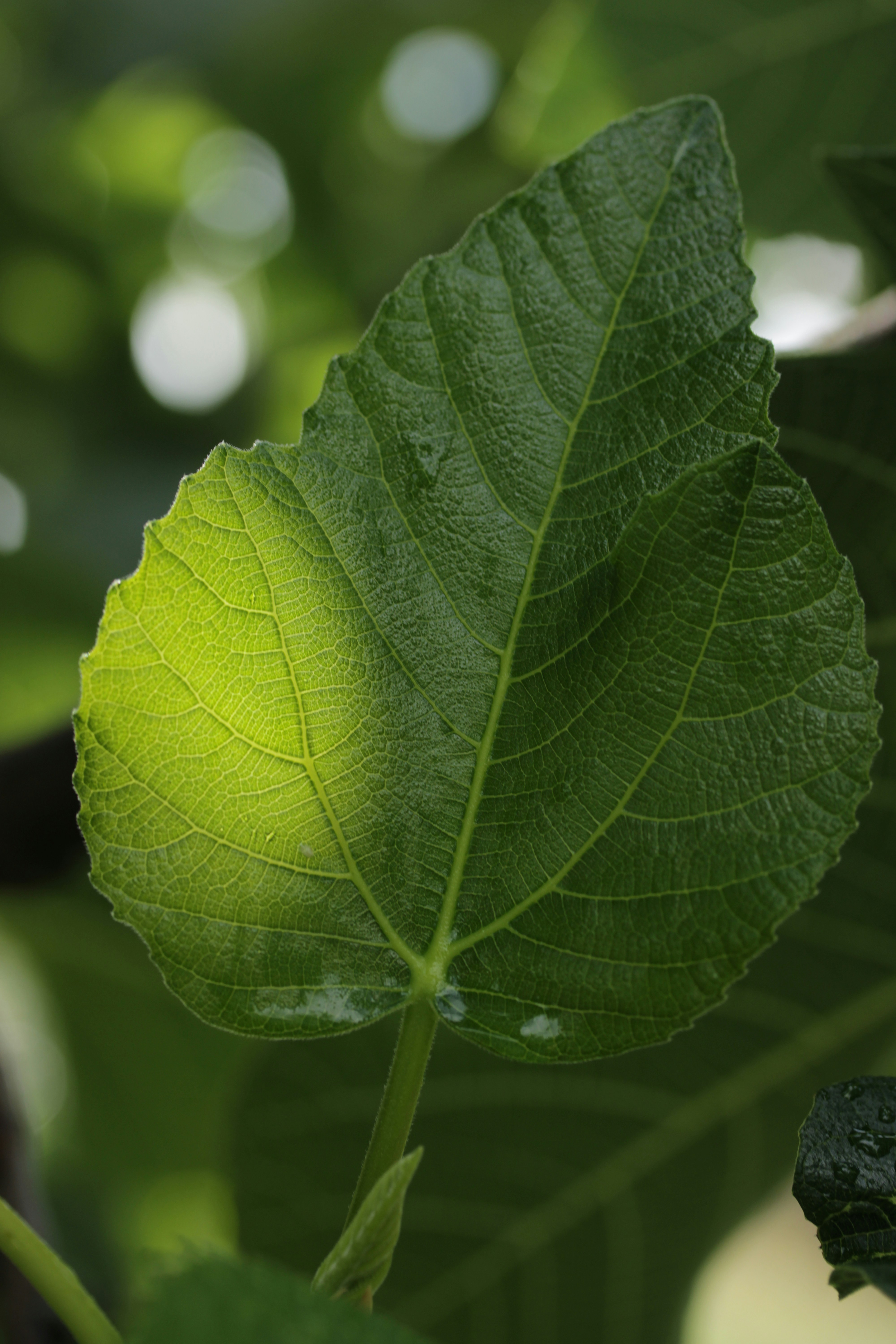 A vibrant green leaf catching sunlight.