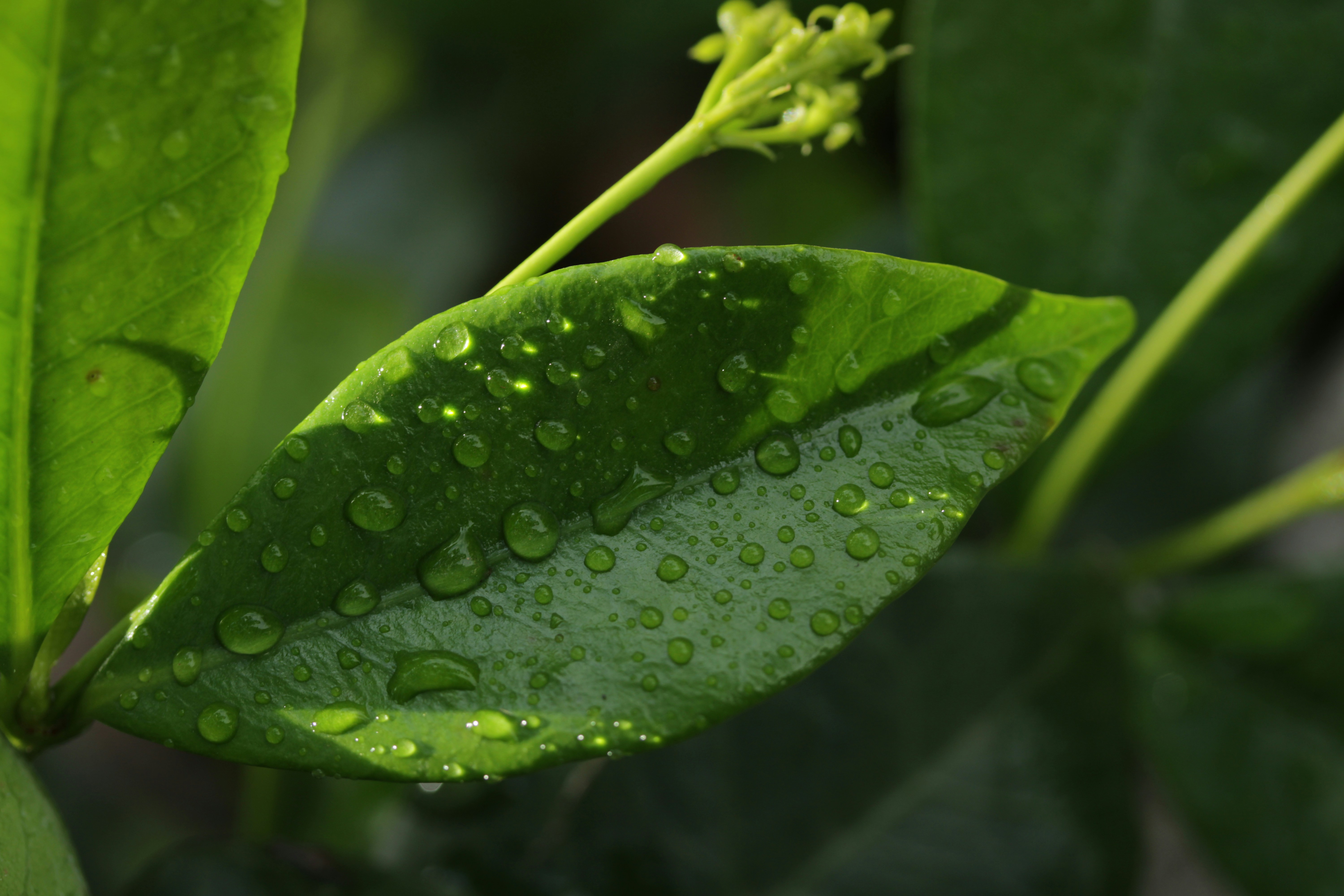 Green leaf with water droplets and a small bud.