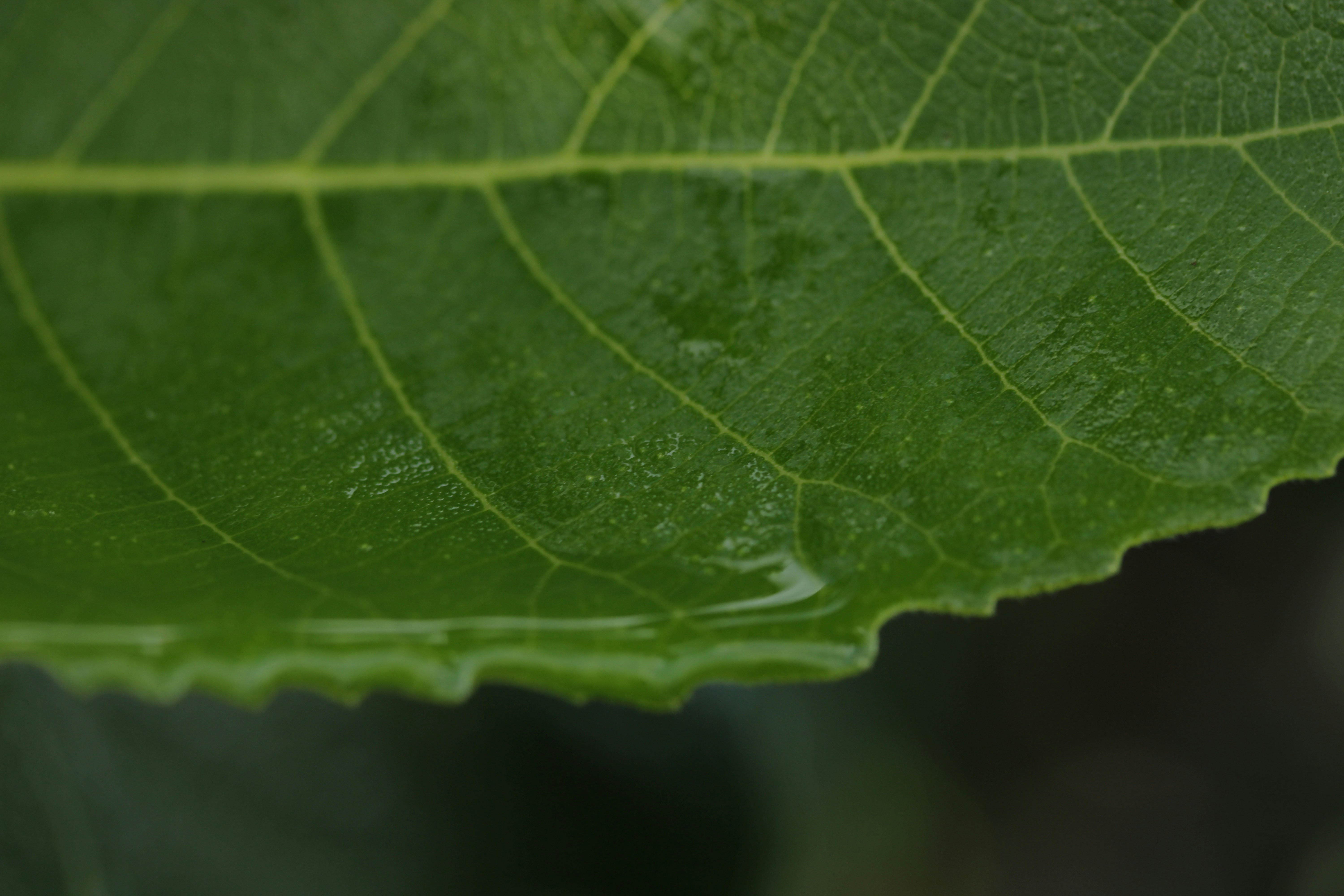 Green leaf with water drops on its serrated edge.