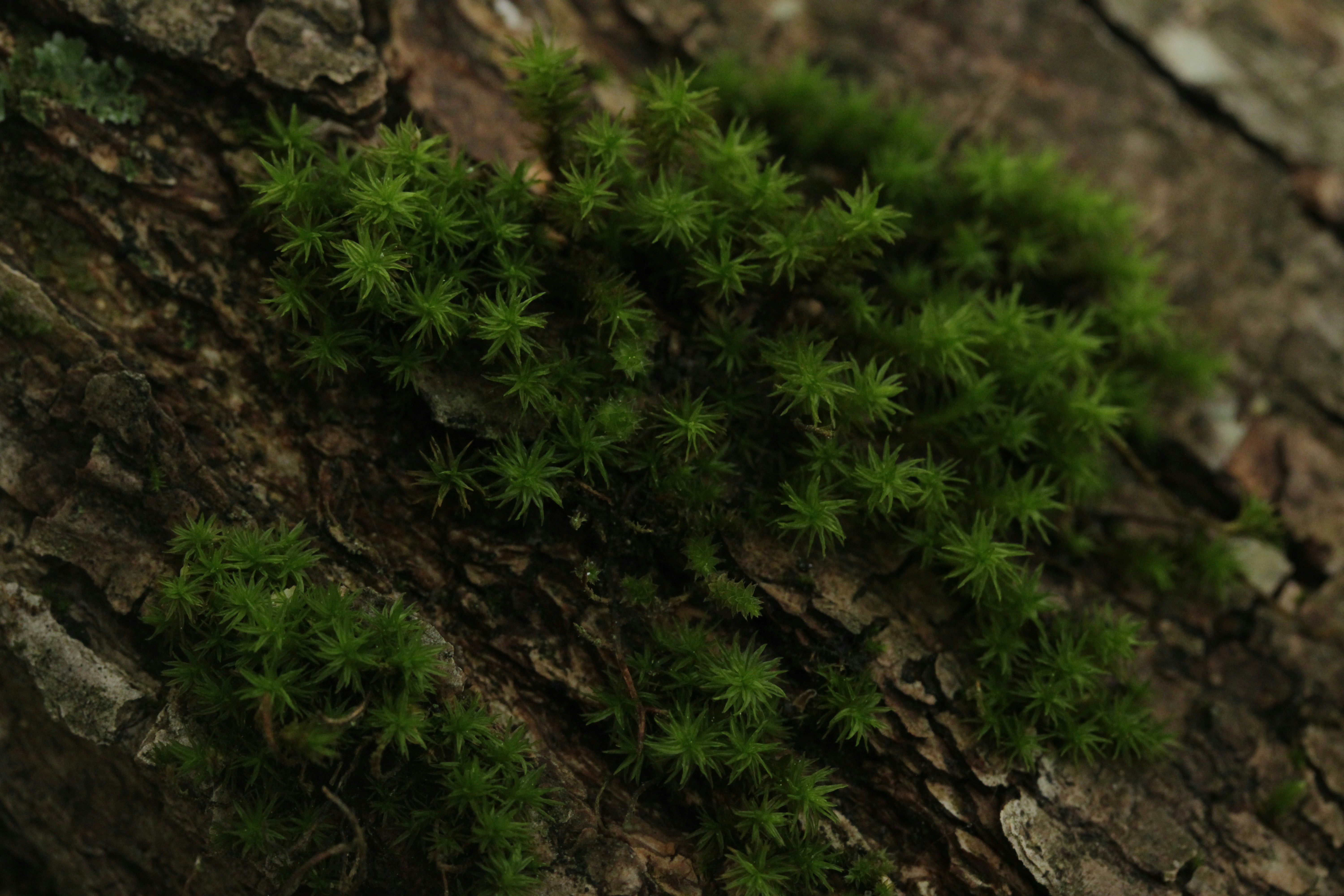 Green moss growing on rough tree bark.