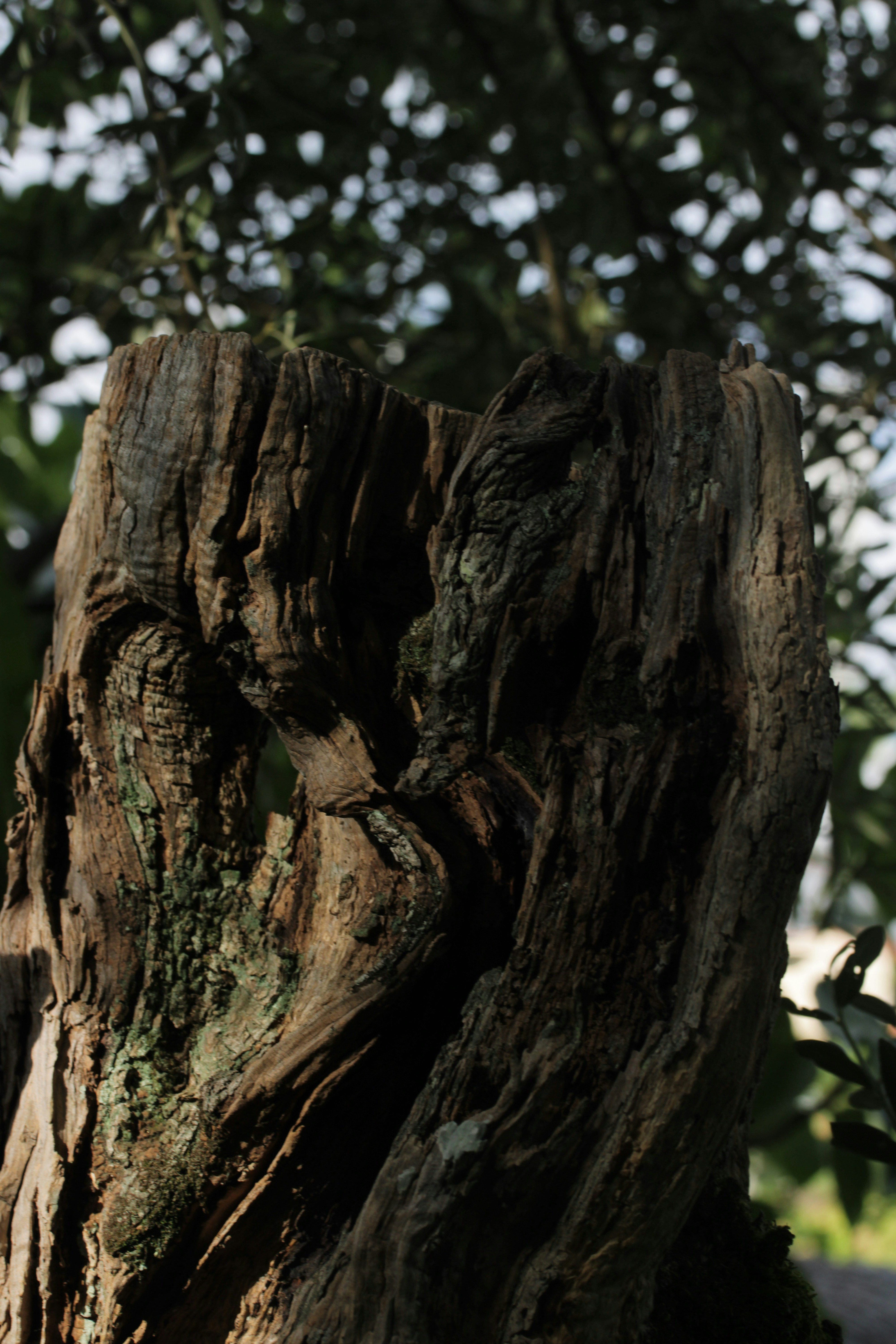 Old, textured tree stump against a blurred green background.