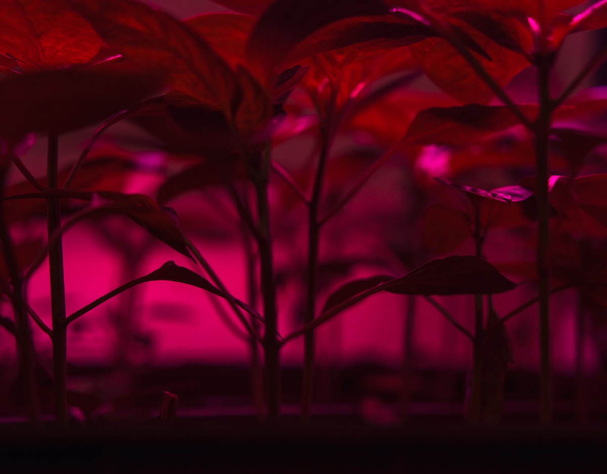 BRIM(ブリム)植物育成ライト徹底比較｜PANEL A・SOL 24W・FLORAはどれを選ぶ？
