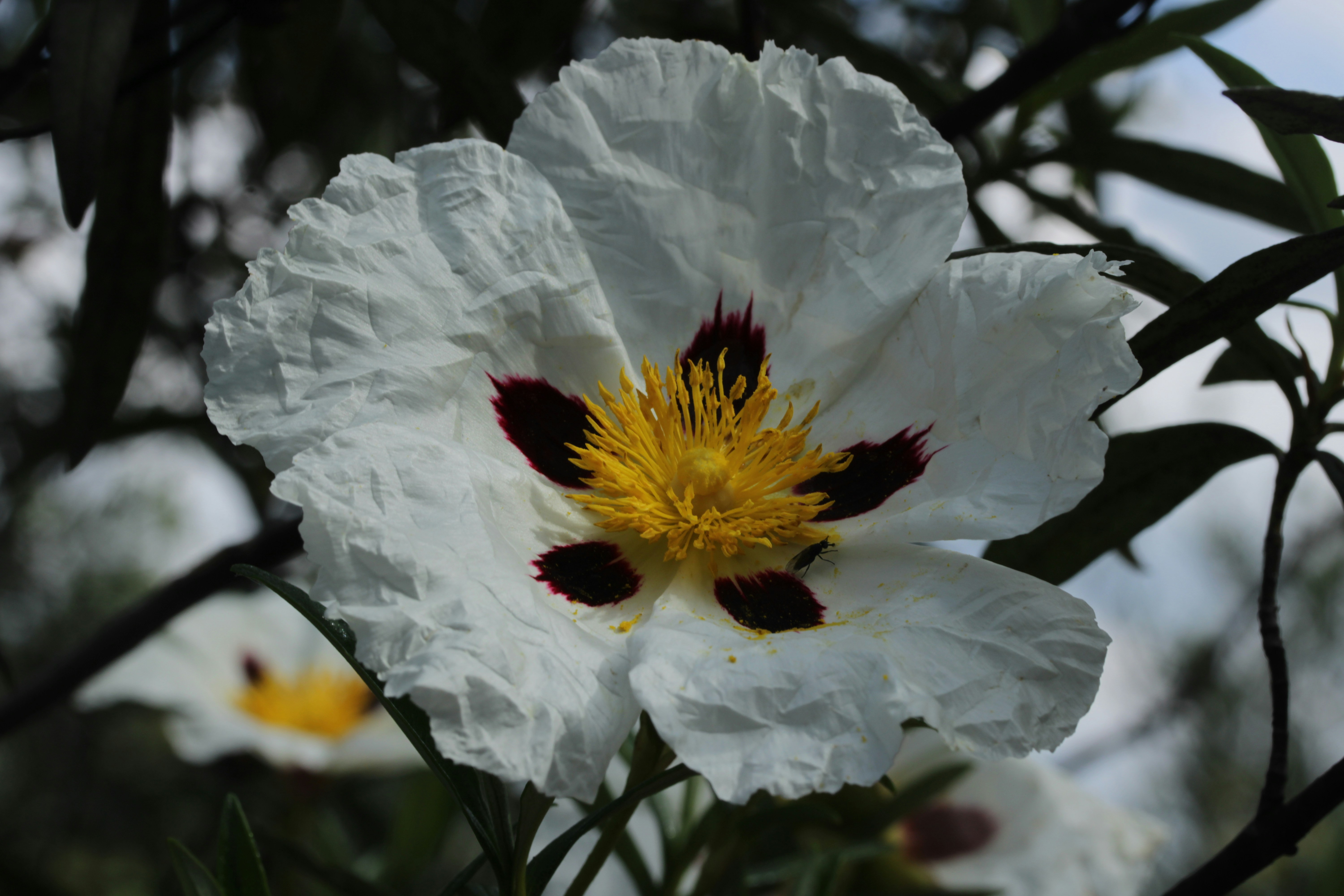 A white flower with a yellow center and dark spots.