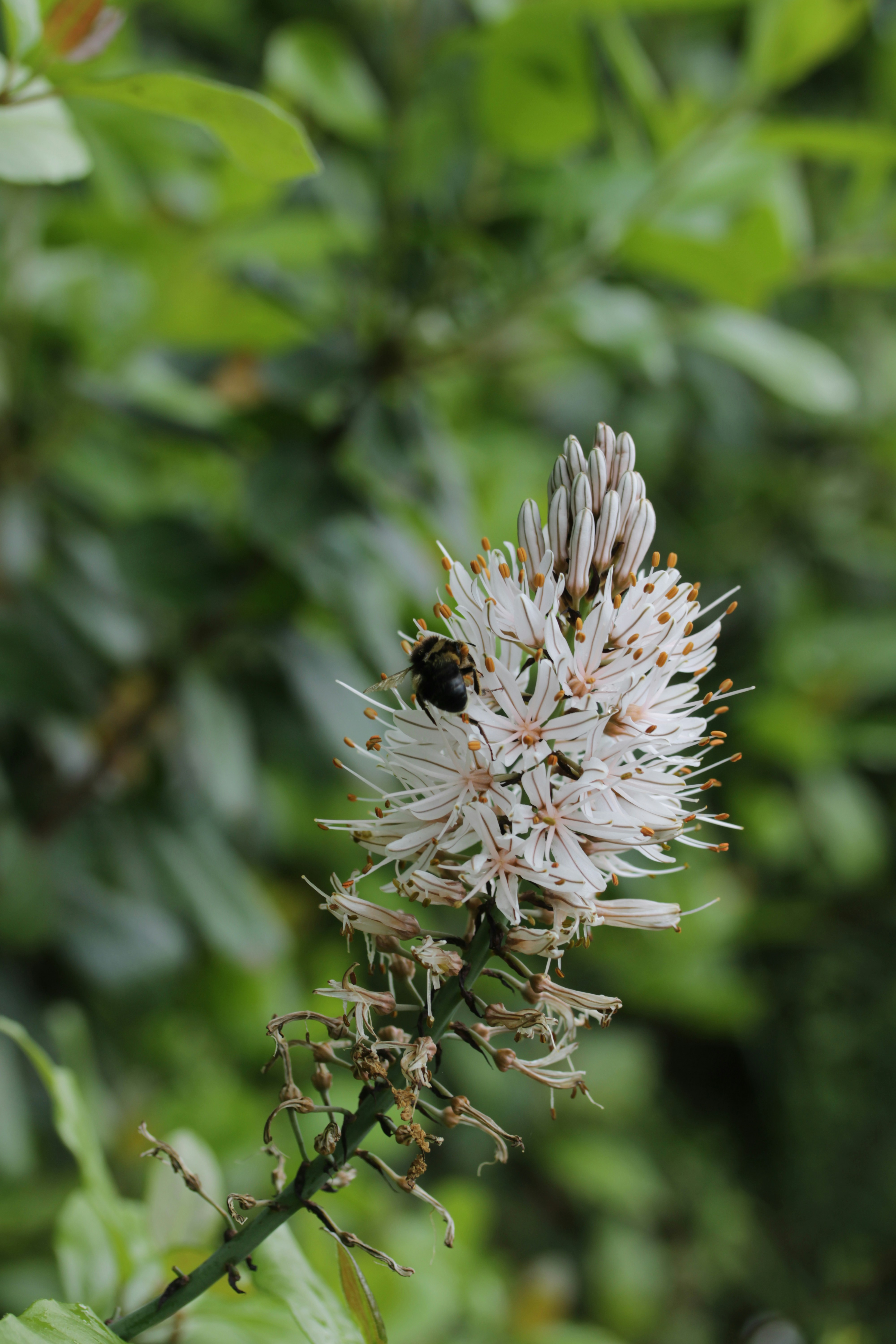 A bee pollinating a white spiky flower.